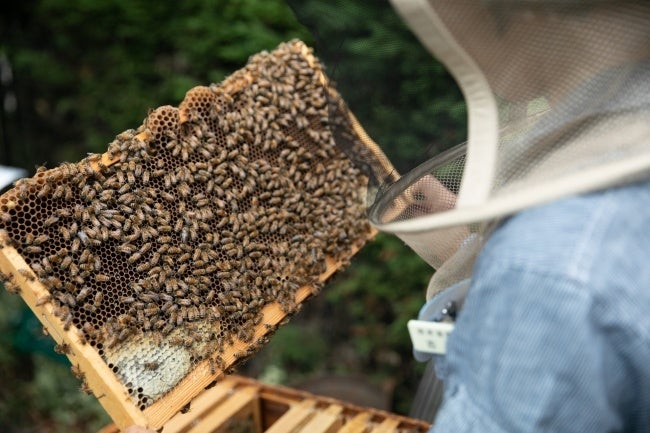 アメリカ山公園では、日々スタッフがみつばちの飼育管理に取り組んでいます