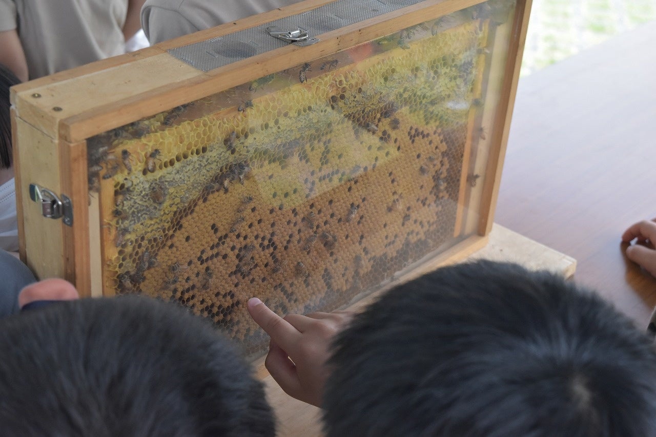 ケースに入った巣箱を特別に観察できる