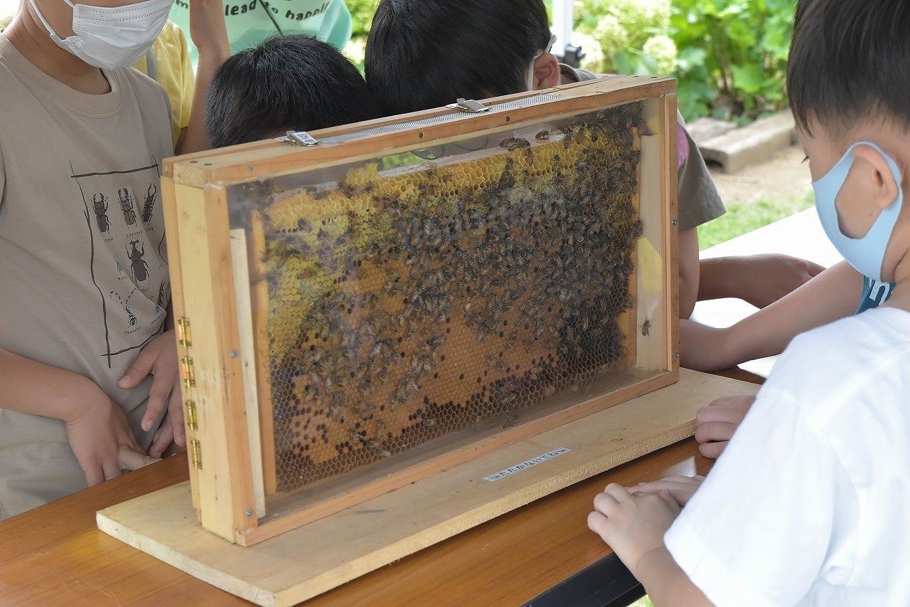 みつばちの巣箱の特別観察や、天然みつろうを使ったクラフト体験などのワークショップを開催
