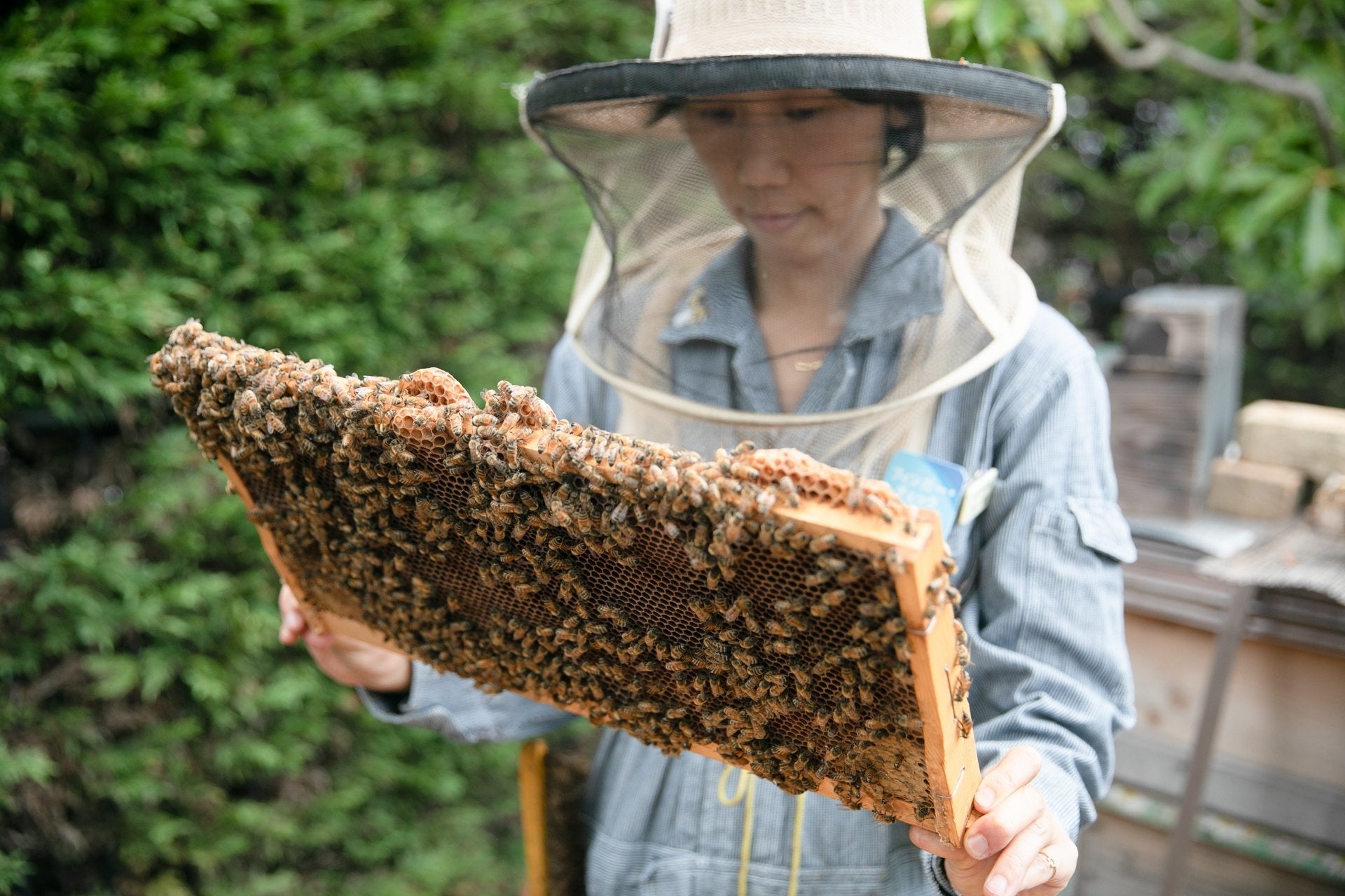 横浜市アメリカ山公園では、一番最初に「はち育®」の取り組みをスタートしました。公園に常駐する西武造園のスタッフが、みつばちの飼育管理や、はちみつの収穫などに日々取り組んでいます。