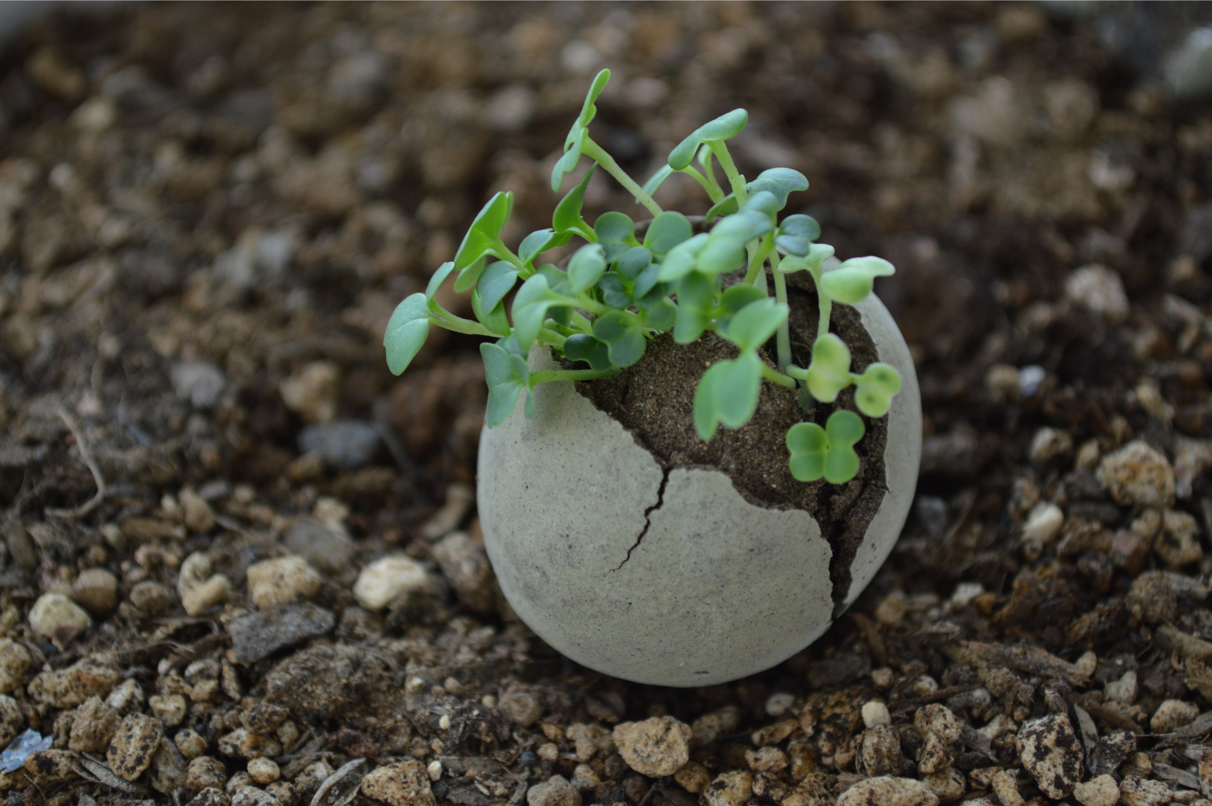 エコ黒土と植物の種をつかった「たねダンゴ」