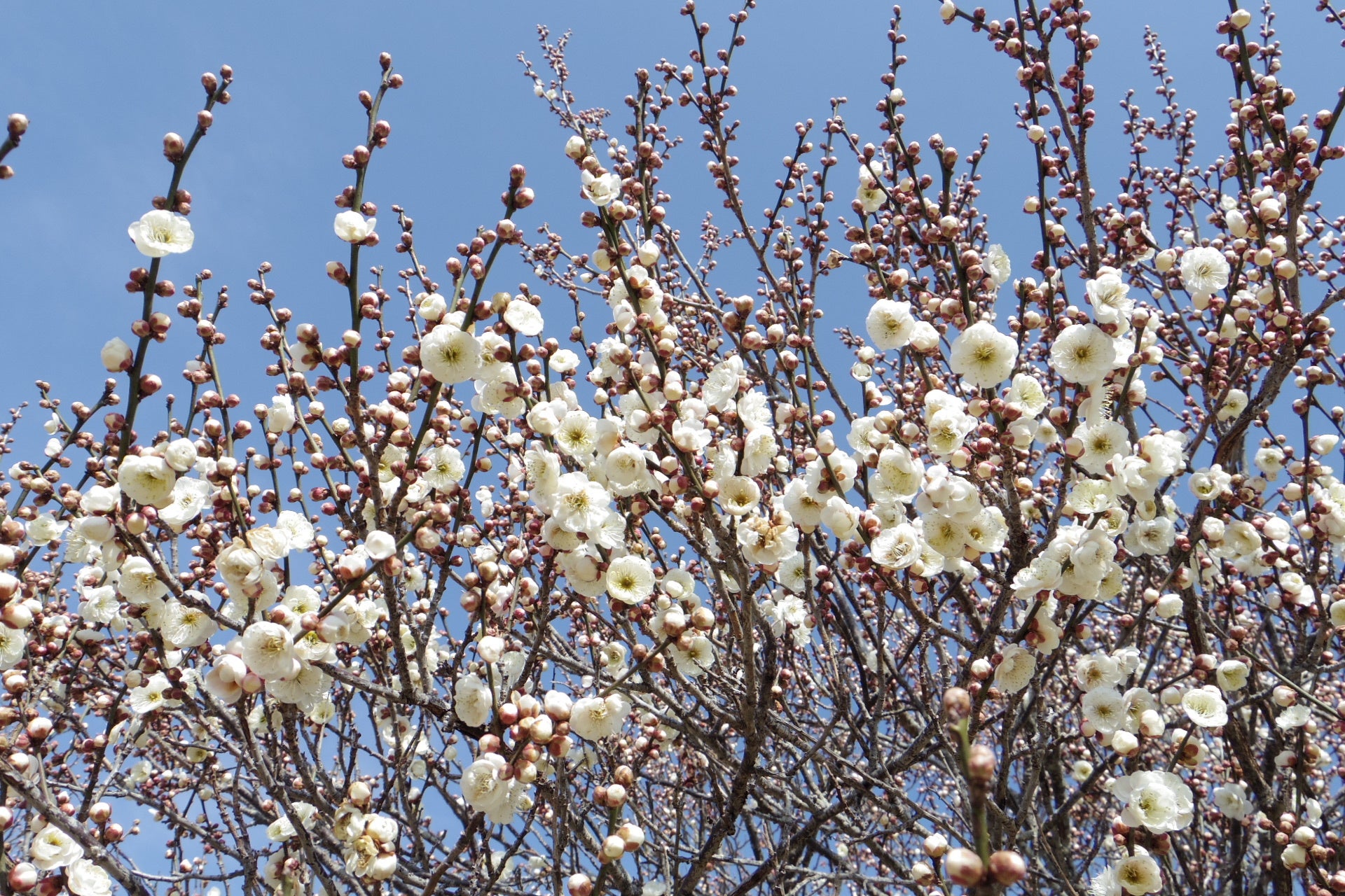 埼玉県内有数の品種数！約120品種500本を誇る「梅林」が最盛期を迎え