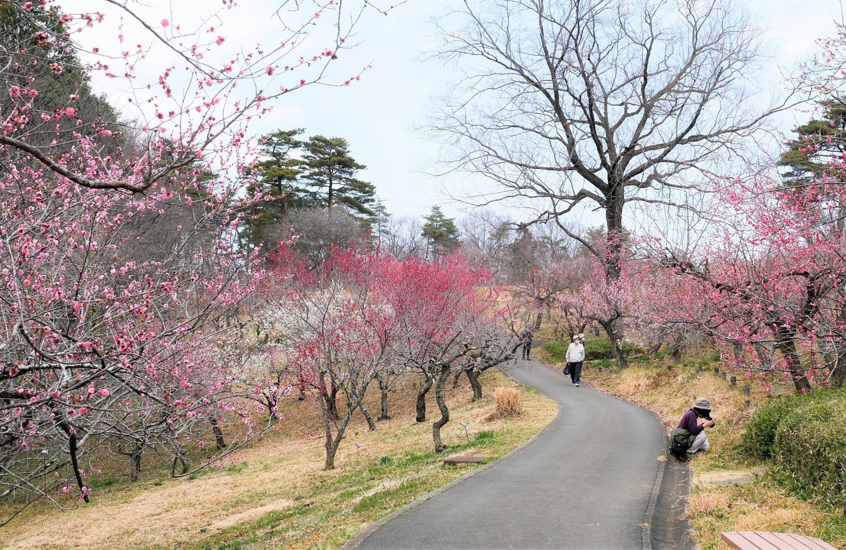 約120品種500本のウメが見頃を迎えています　※撮影2022年3月2日
