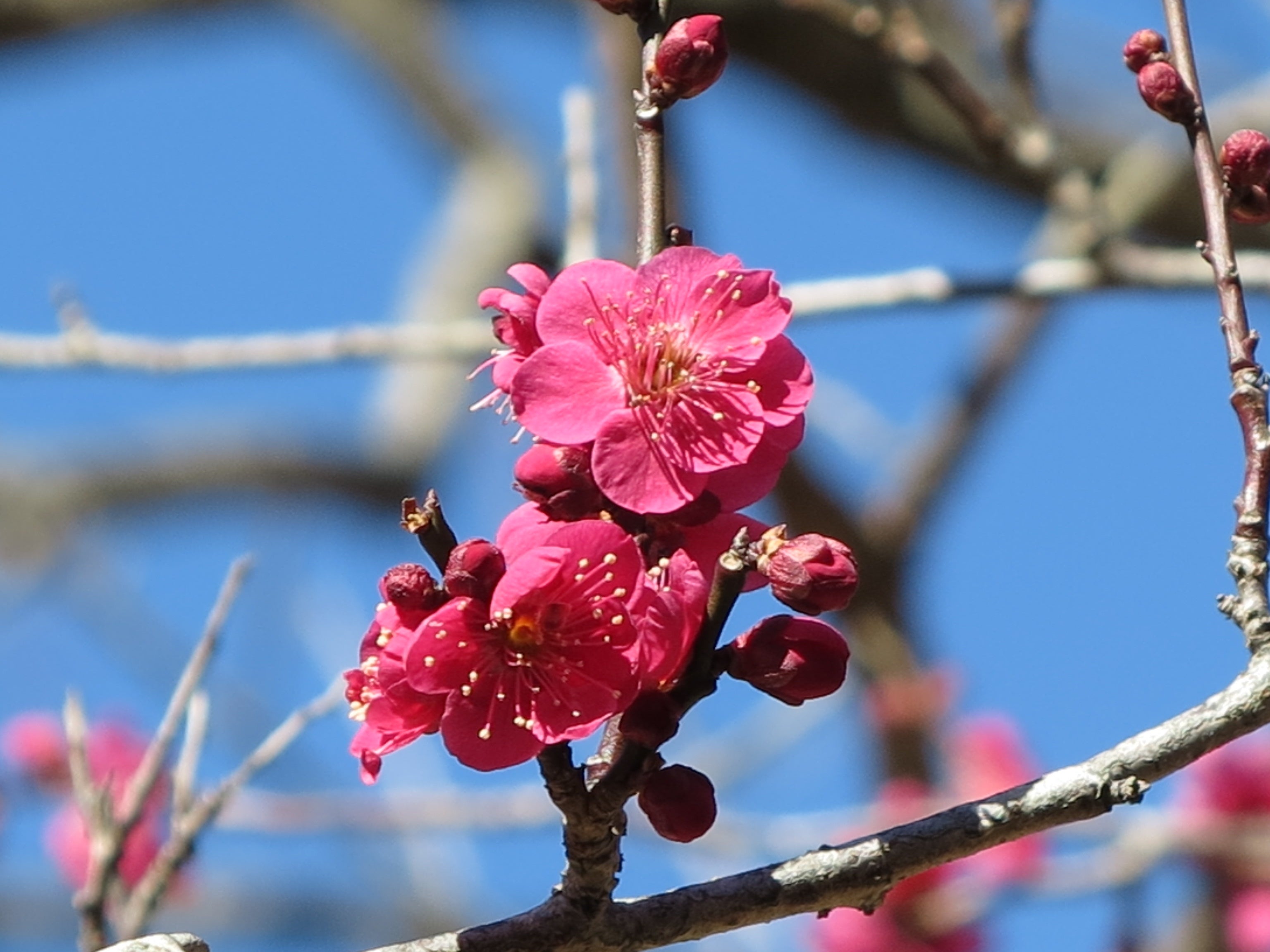 遅咲き品種「紅千鳥」明るい緋赤色で中輪の一重咲き
