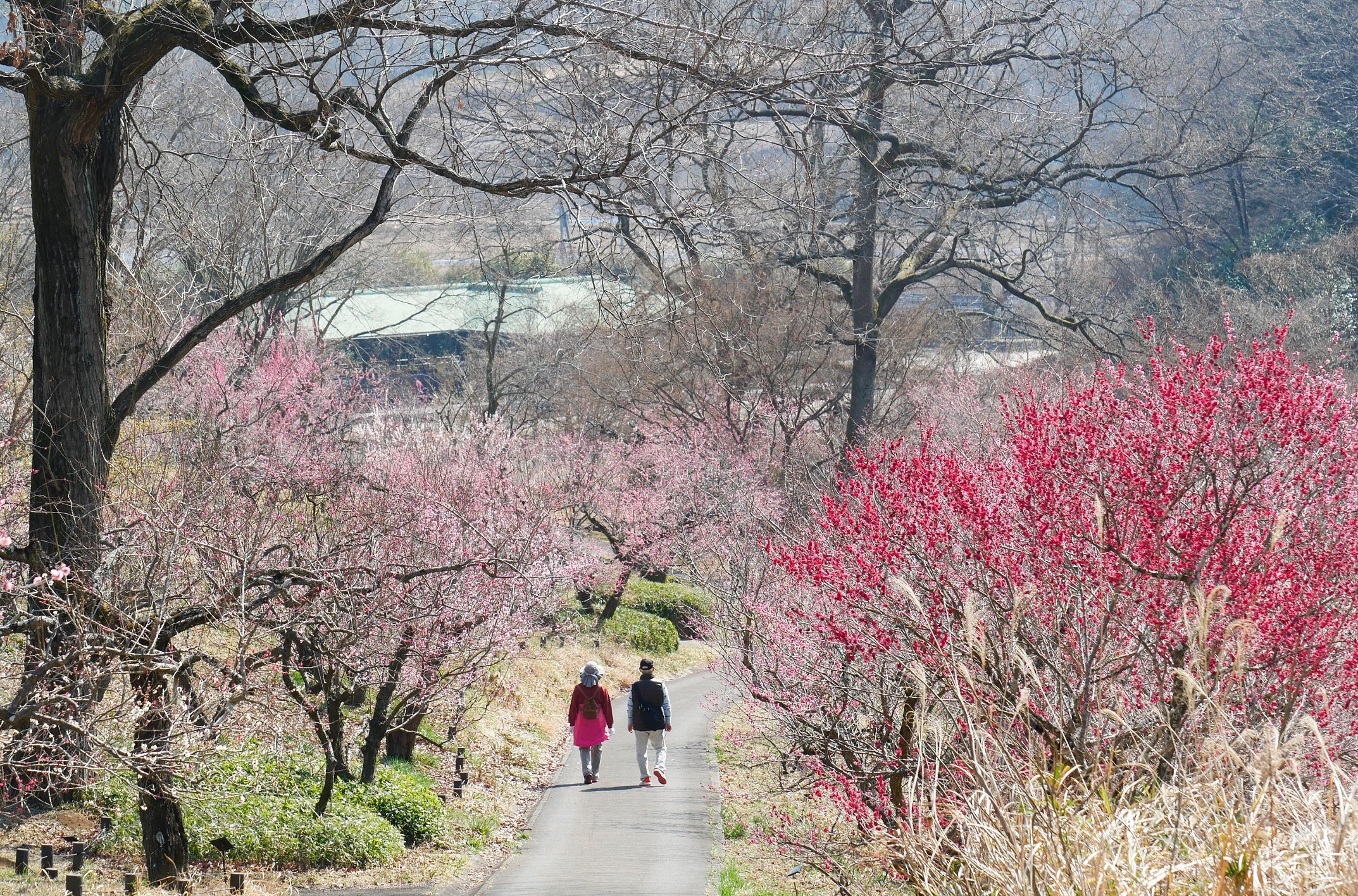 神苑梅林 34888-266-