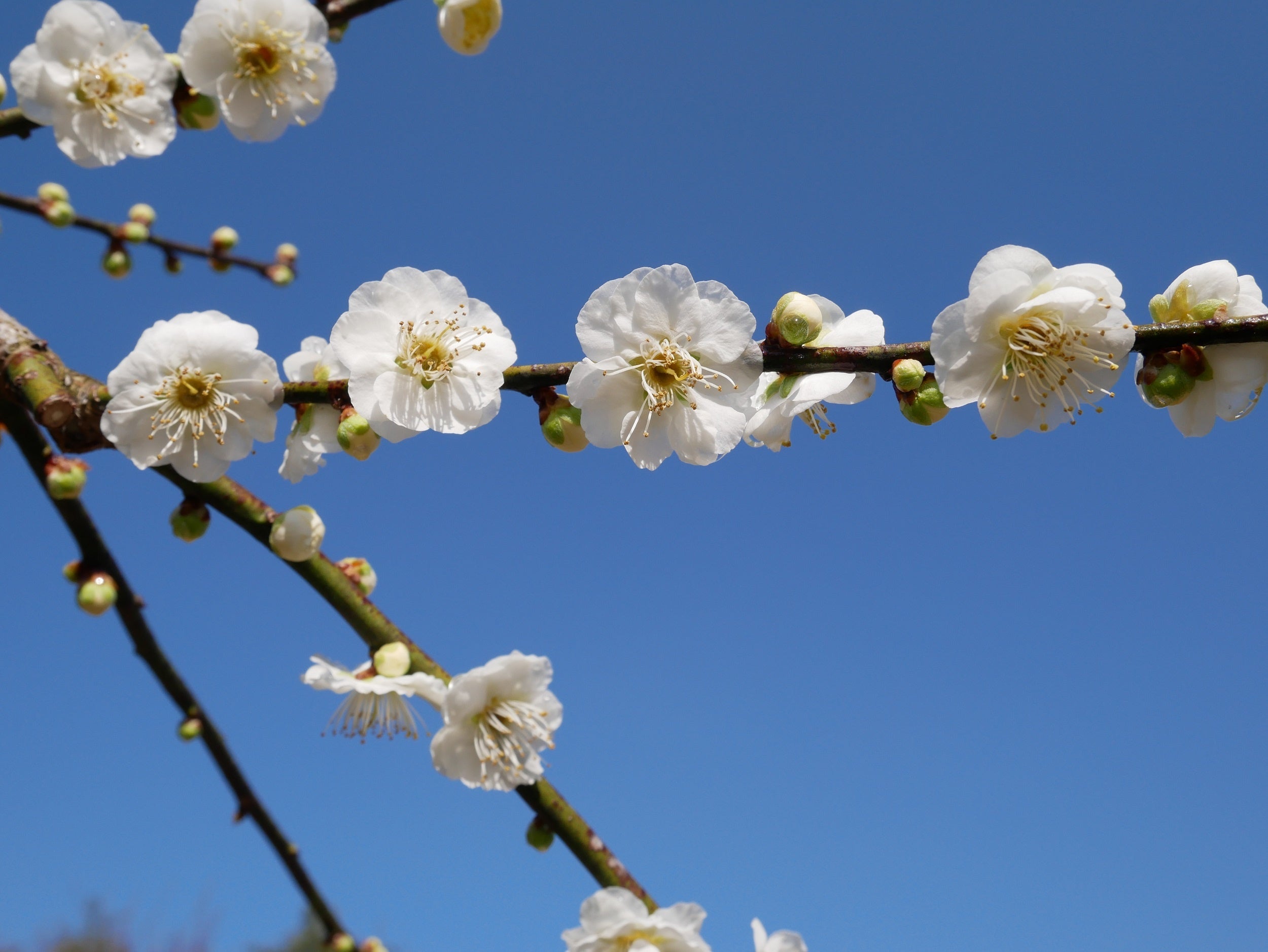 遅咲き品種「緑蕚枝垂れ」萼が鮮やかな緑色の枝垂れの白梅