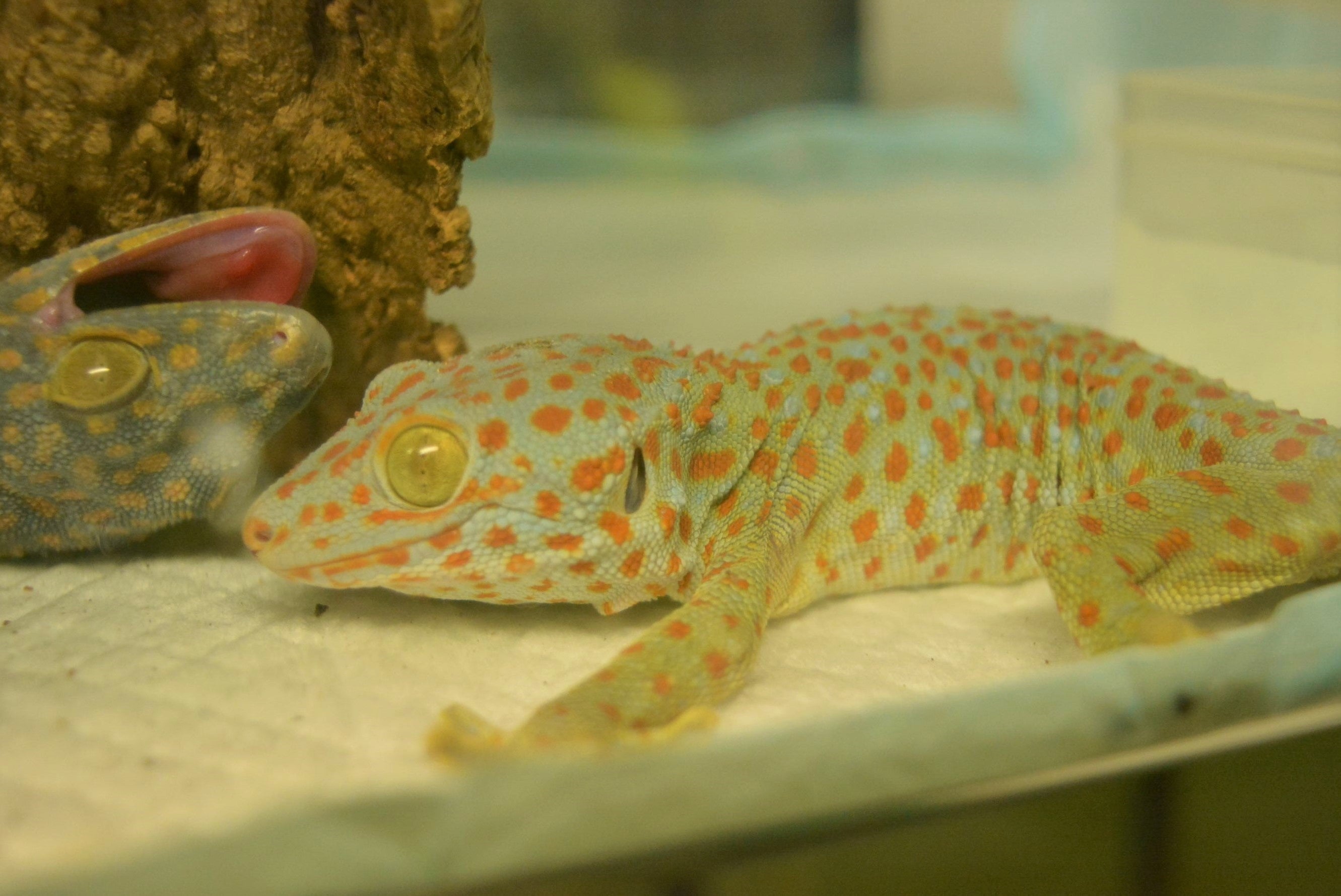 トッケイヤモリ