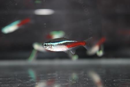 ネオンテトラ