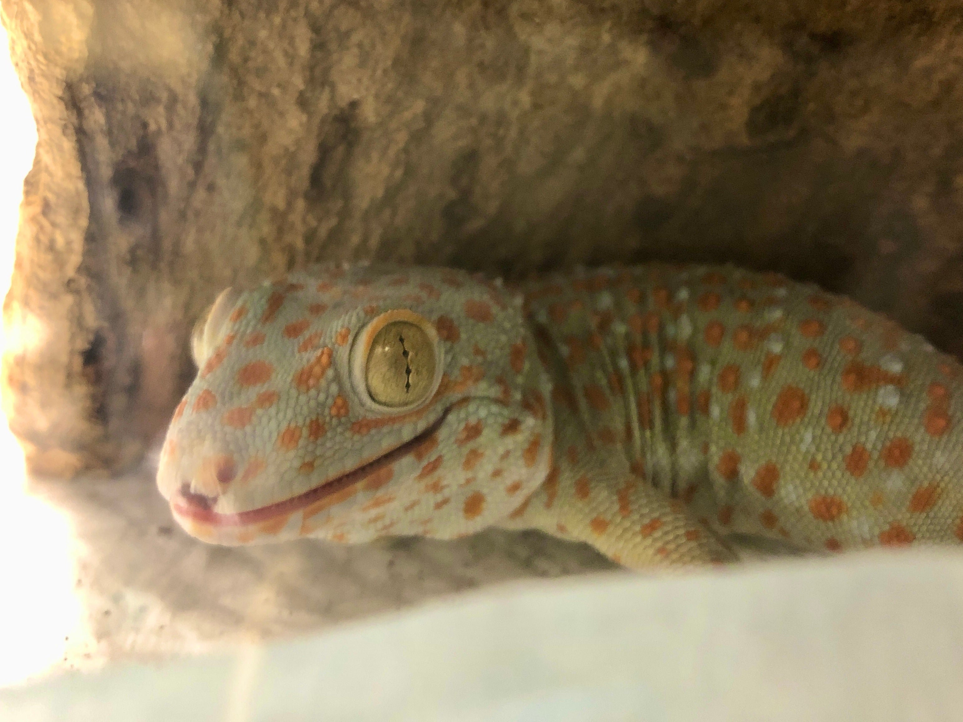 トッケイヤモリ