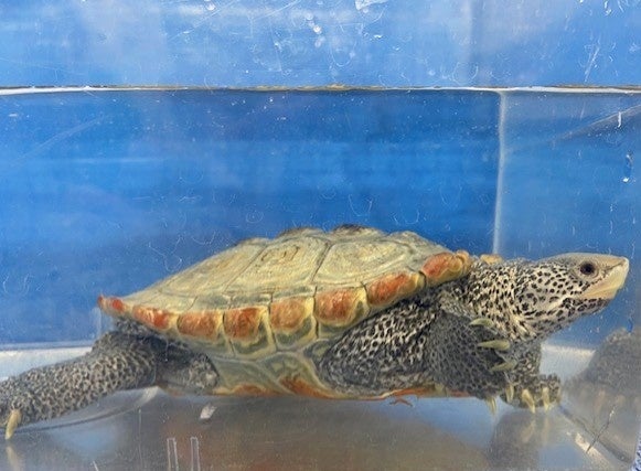 キタダイヤモンドガメ