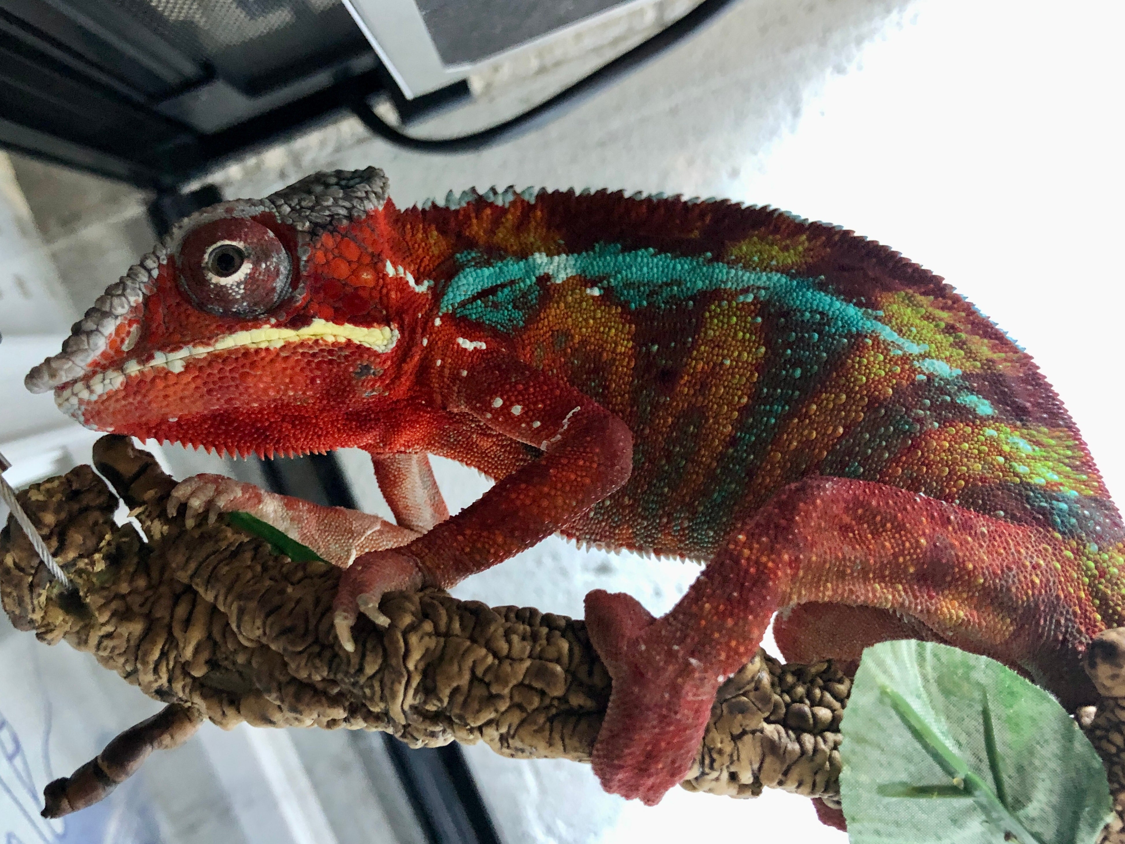 パンサーカメレオン