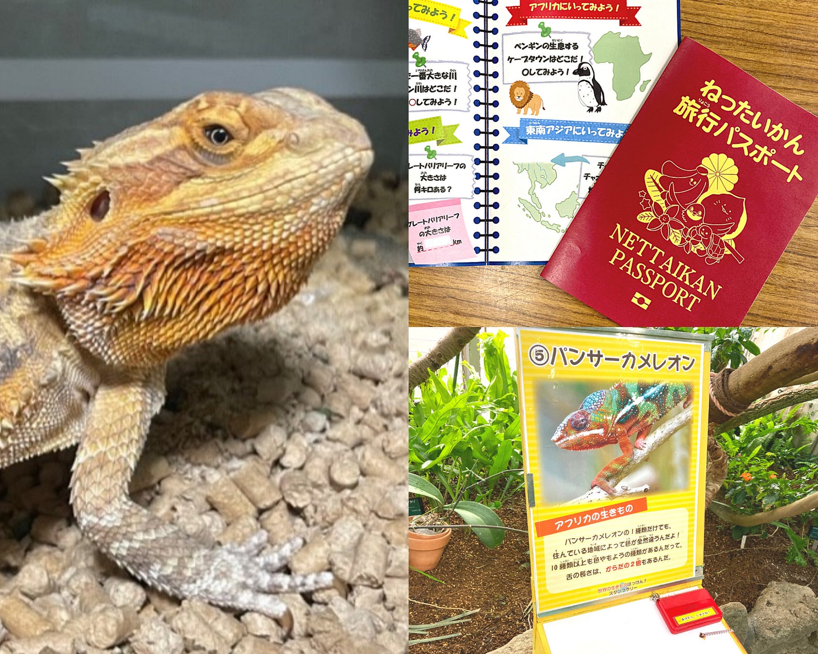 東京にいながら海外旅行気分 生きものと行く 世界旅行展 22年3月15日 火 4月10日 日 開催 板橋区立熱帯 環境植物館 西武造園株式会社のプレスリリース 東京にいながら海外旅行気分 生きものと行く 世界旅行展 22年3月15日 火 4月10日 日 開催 板橋区立熱帯 環境植物館 西武造園株式会社のプレスリリース