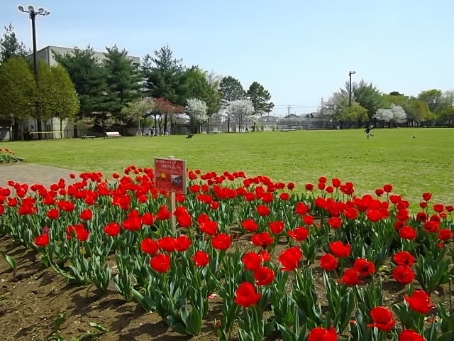 チューリップ（埼玉県営彩の森入間公園）