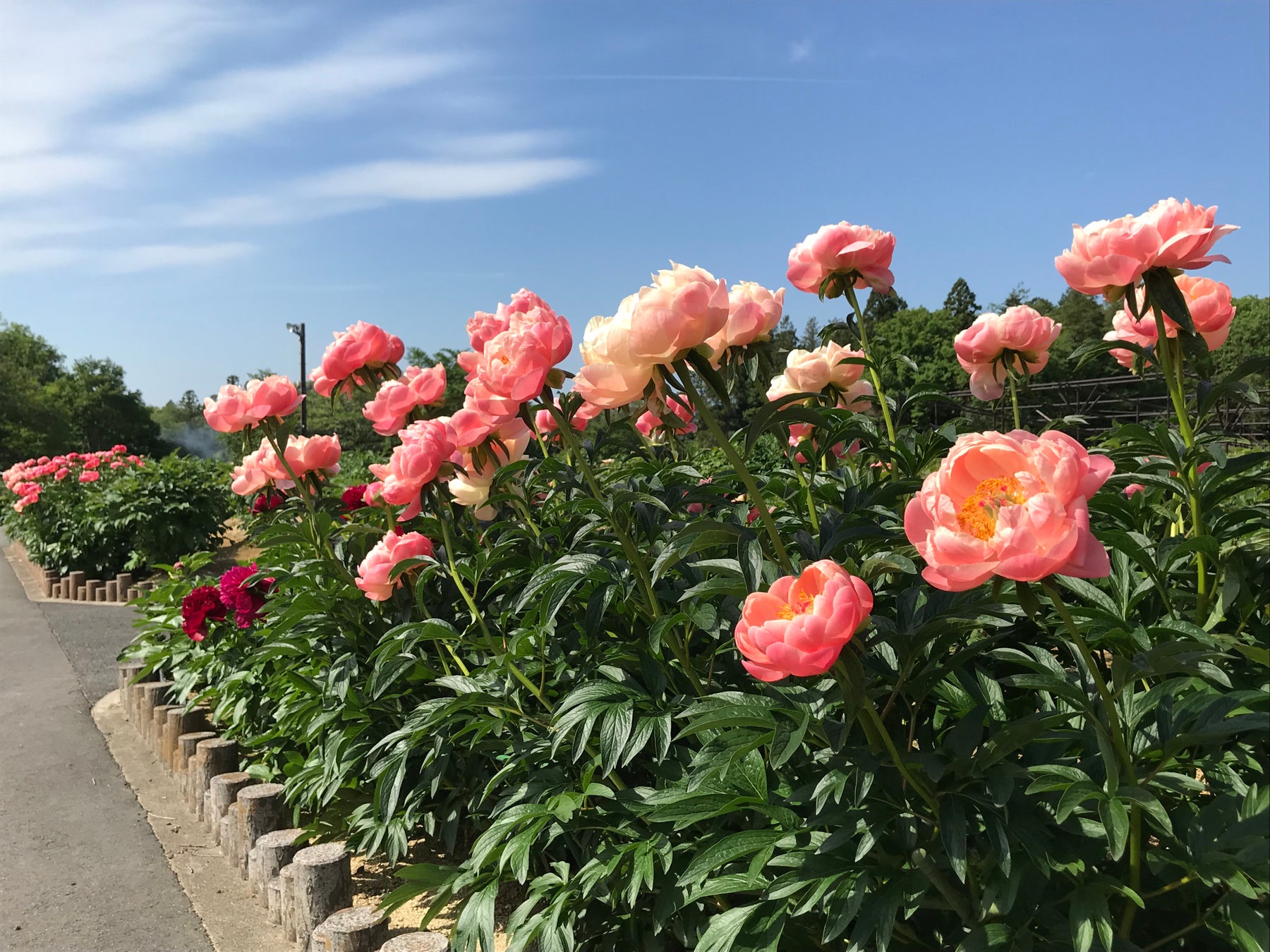 シャクヤク（東松山市東松山ぼたん園）