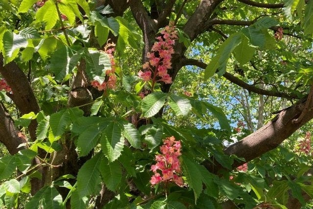 ベニバナトチノキ（埼玉県営和光樹林公園）