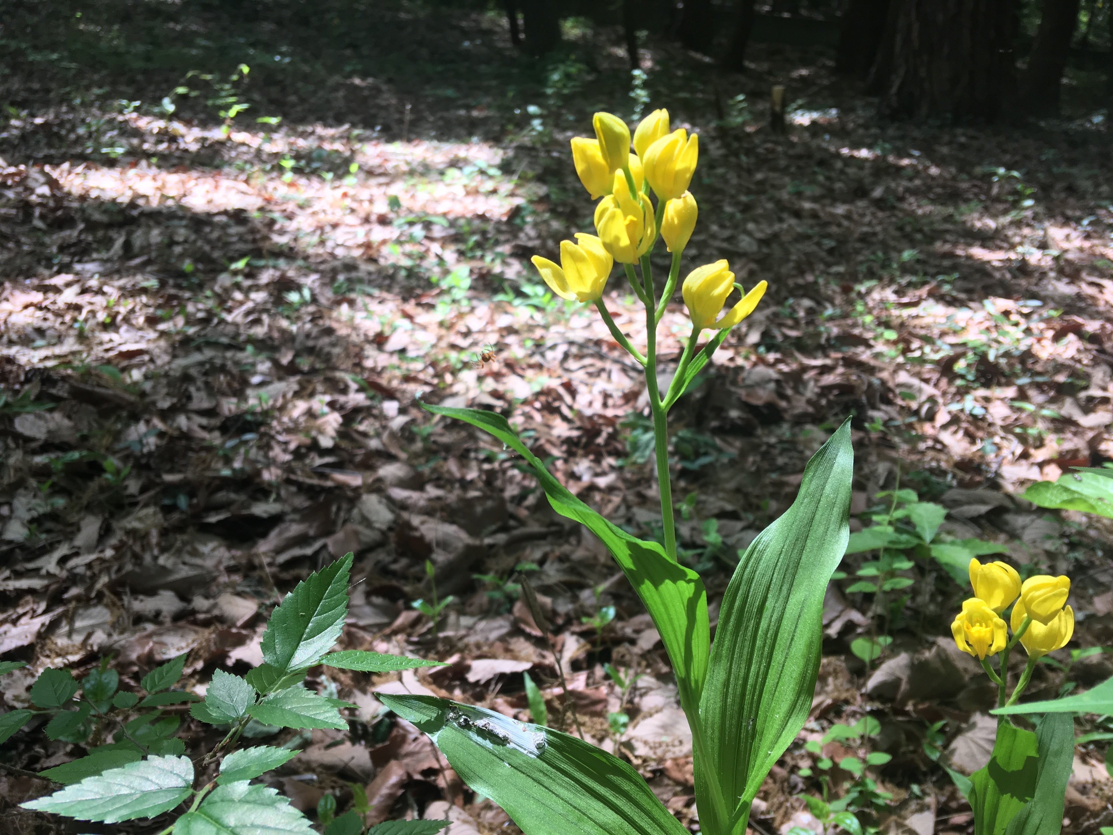 キンラン（狭山市立堀兼・上赤坂公園）