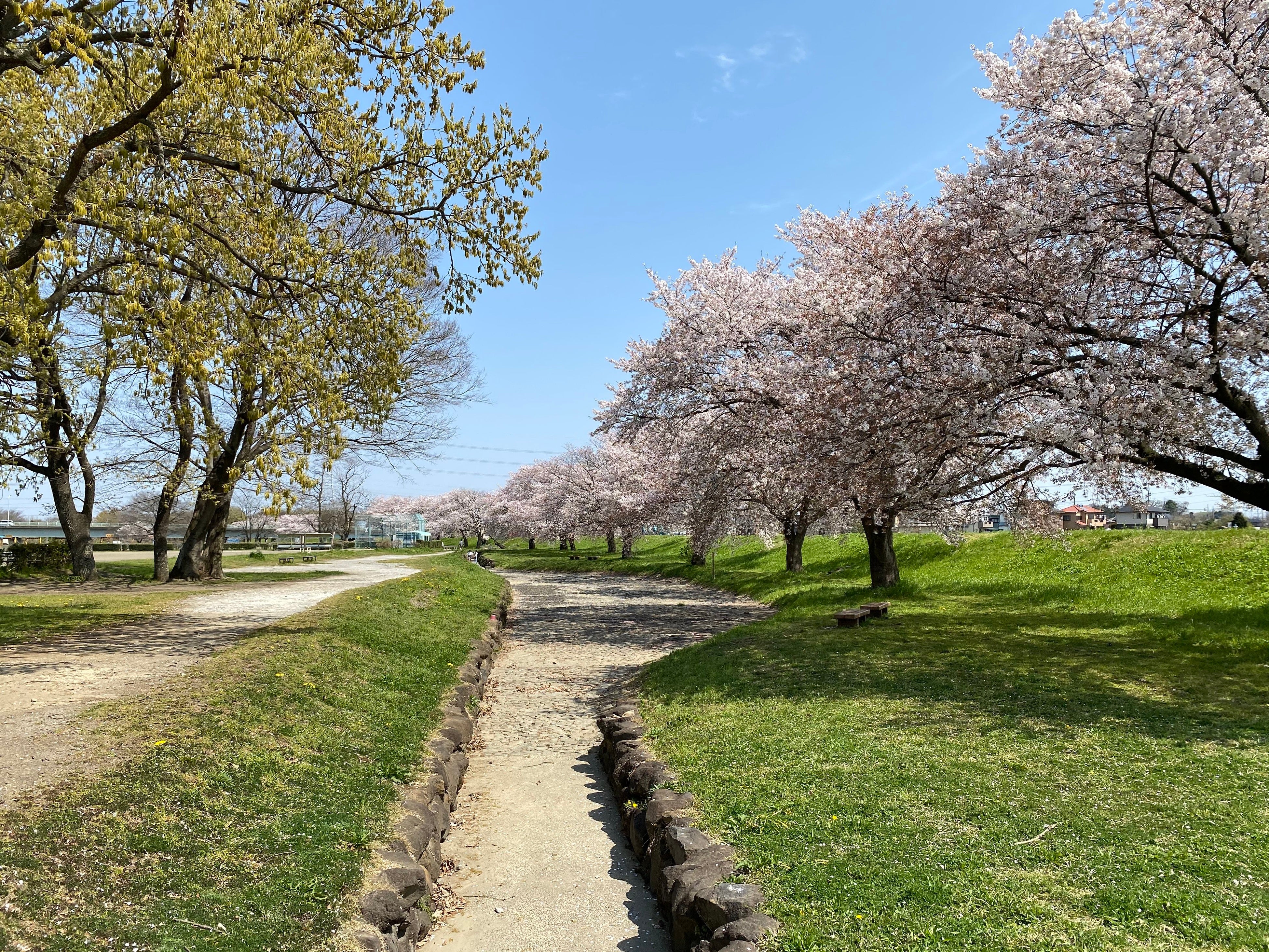 サクラ（狭山市立上奥富運動公園）