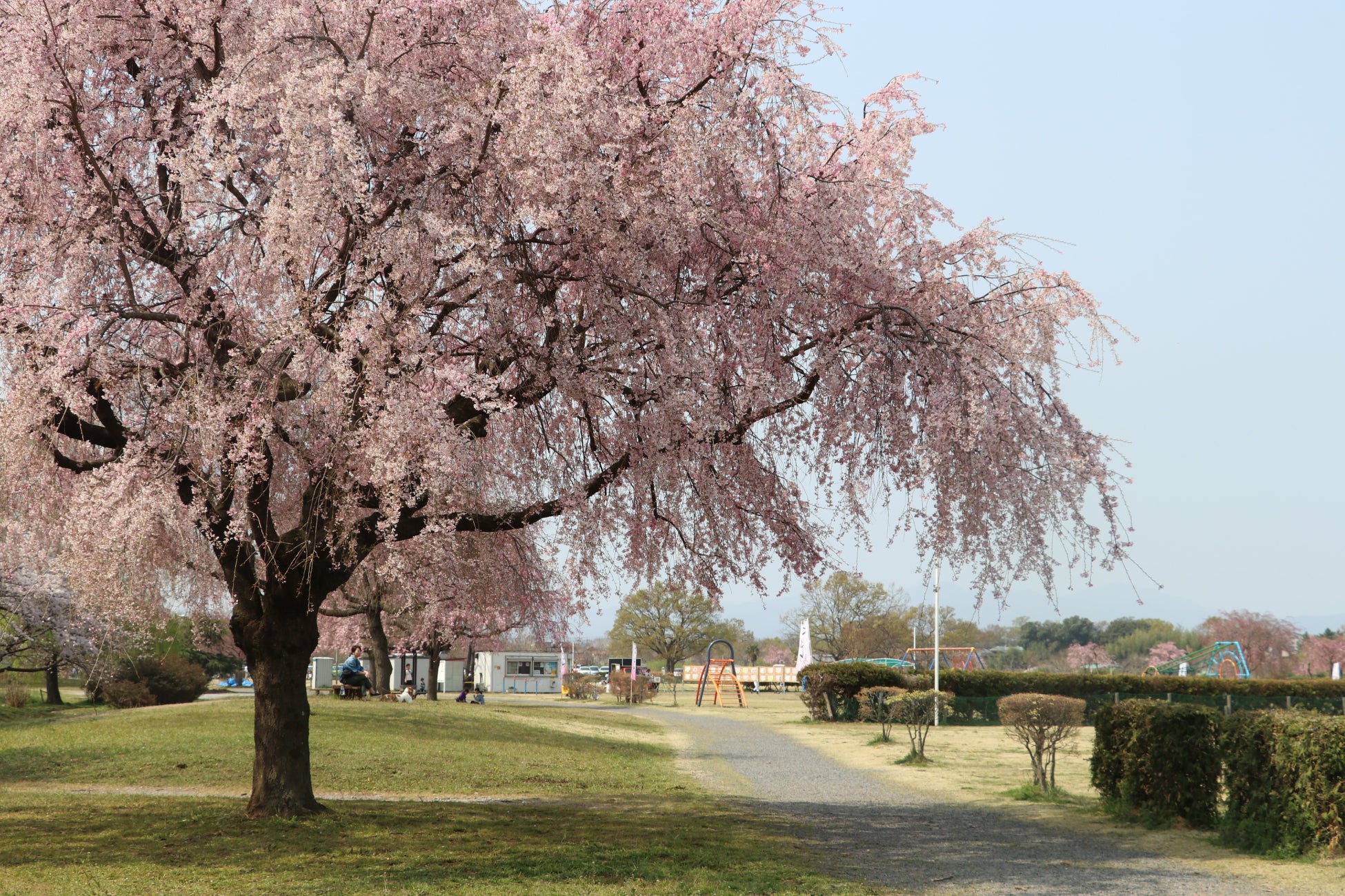 サクラ(狭山市立上奥富運動公園)