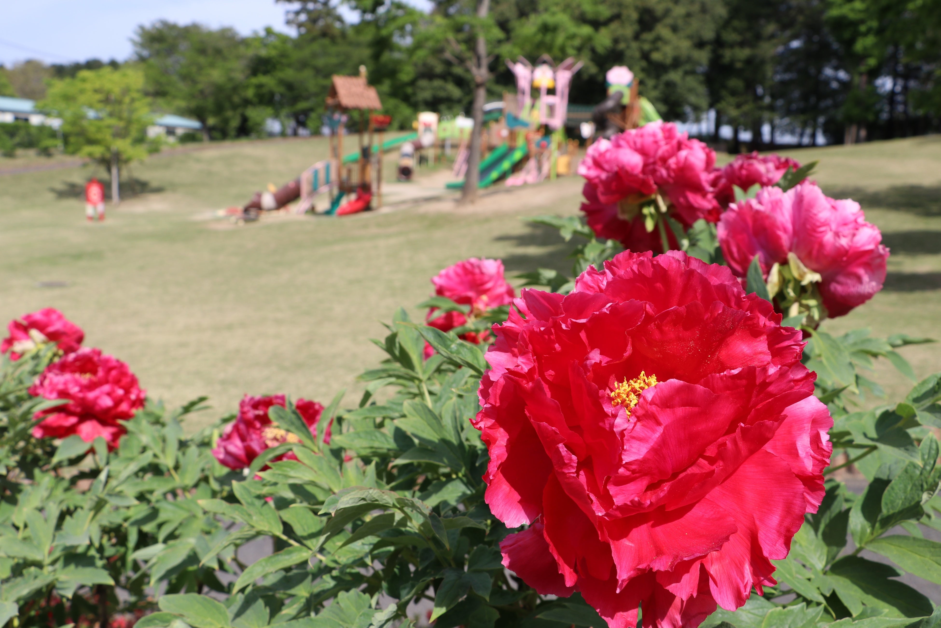 広い芝生広場に大型複合遊具もあります