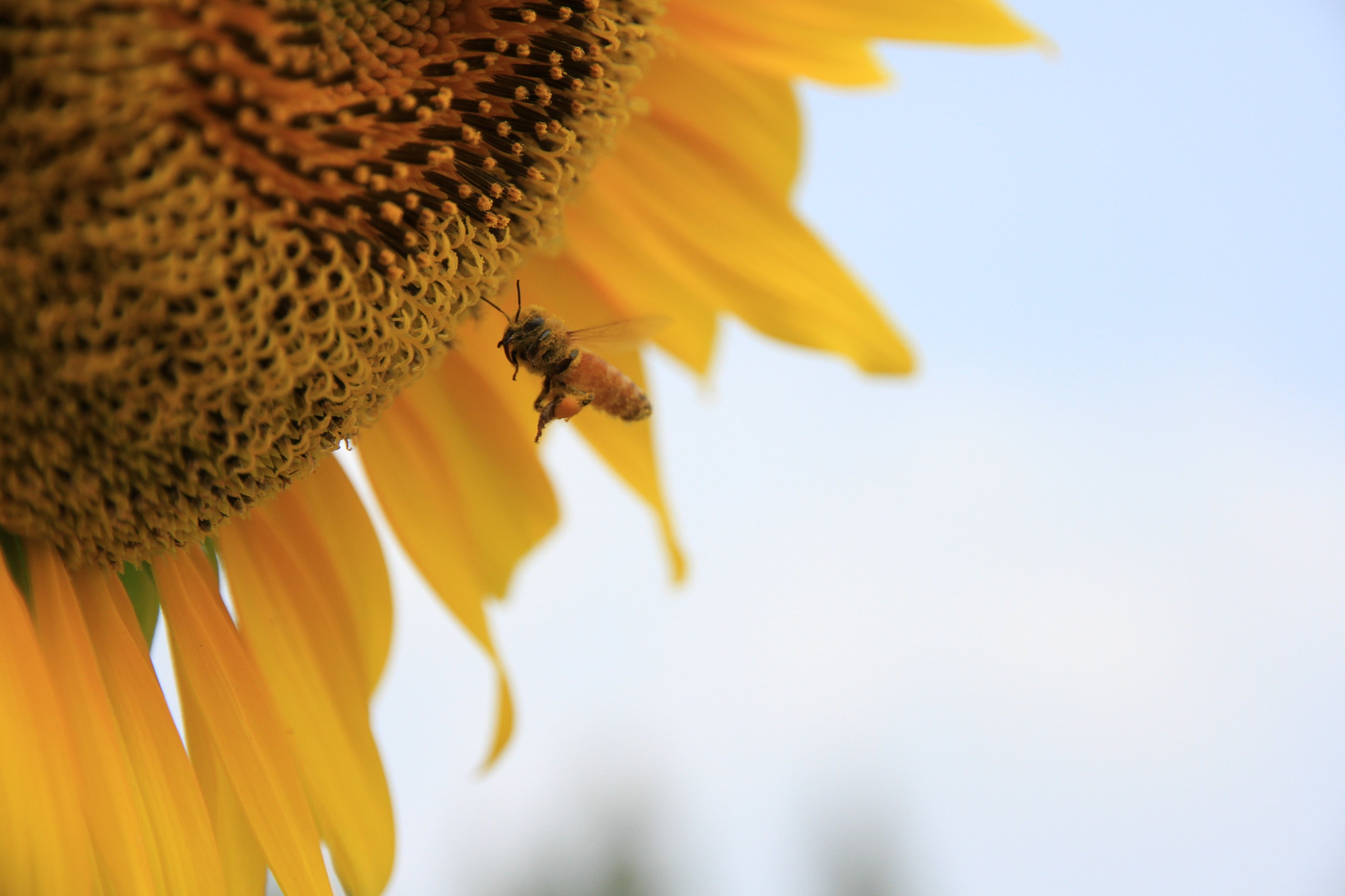 花の蜜を集めるみつばち
