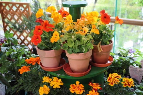 蜜源植物「マリーゴールド」