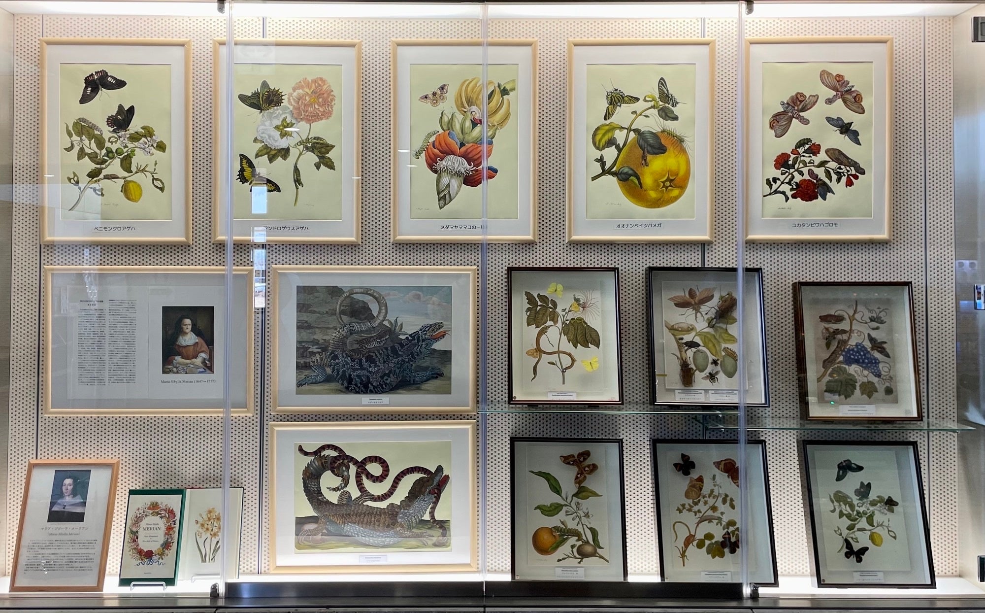 メーリアンの世界