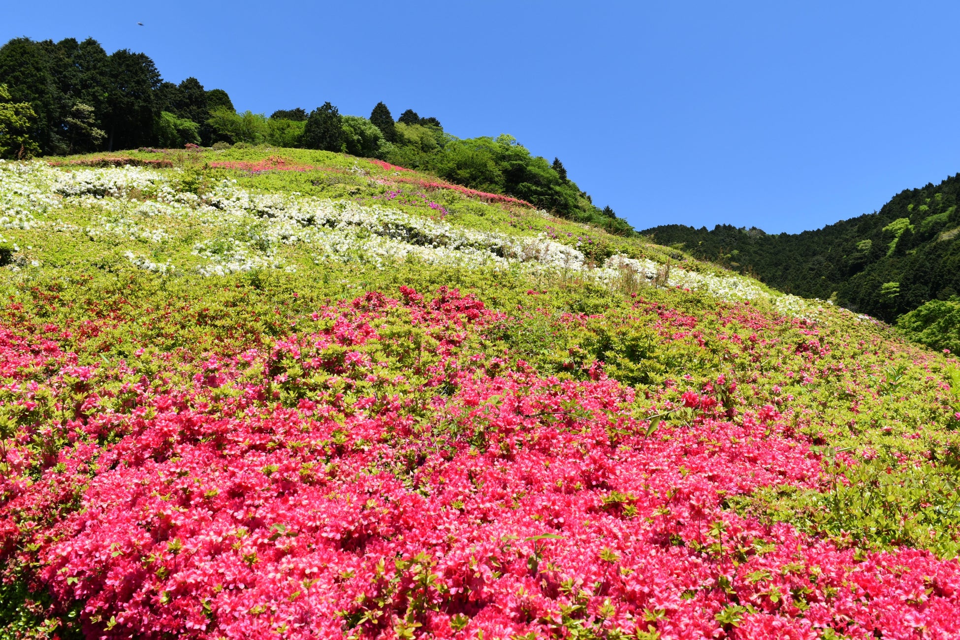 入園無料 熱海の花の名所 6万株のツツジが咲き誇る 花まつり 22年4月29日 金 祝 5月 8日 日 開催 熱海市姫の沢公園 西武造園株式会社のプレスリリース 入園無料 熱海の花の名所 6万株のツツジが咲き誇る 花まつり 22年4月29日 金 祝 5月 8日 日 開催 熱海市姫の沢公園 西武造園株式会社のプレスリリース