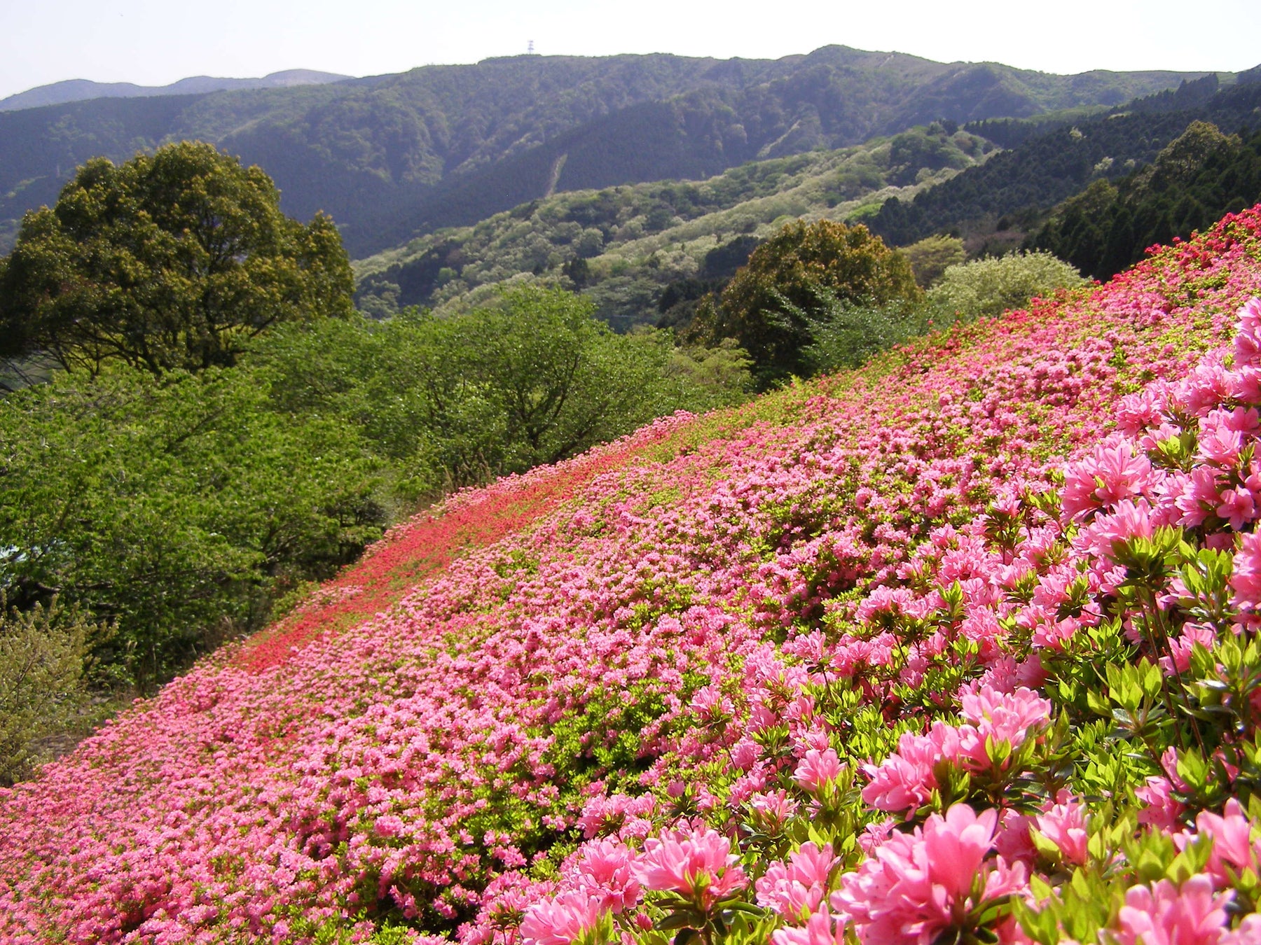 入園無料 熱海の花の名所 6万株のツツジが咲き誇る 花まつり 22年4月29日 金 祝 5月 8日 日 開催 熱海市姫の沢公園 西武造園株式会社のプレスリリース 入園無料 熱海の花の名所 6万株のツツジが咲き誇る 花まつり 22年4月29日 金 祝 5月 8日 日 開催 熱海市姫の沢公園 西武造園株式会社のプレスリリース