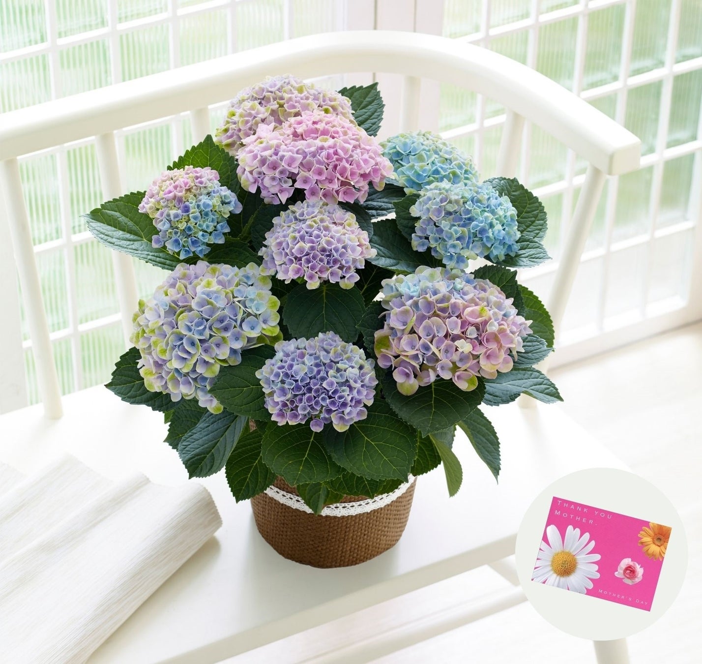 母の日 限定カーネーション アジサイ鉢を販売 母の日マルシェ 22年5月7日 土 8日 日 開催 Hale Hana Plants 西武造園株式会社のプレスリリース 母の日 限定カーネーション アジサイ鉢を販売 母の日マルシェ 22年5月7日 土 8日 日 開催 Hale Hana Plants 西武造園株式会社のプレスリリース