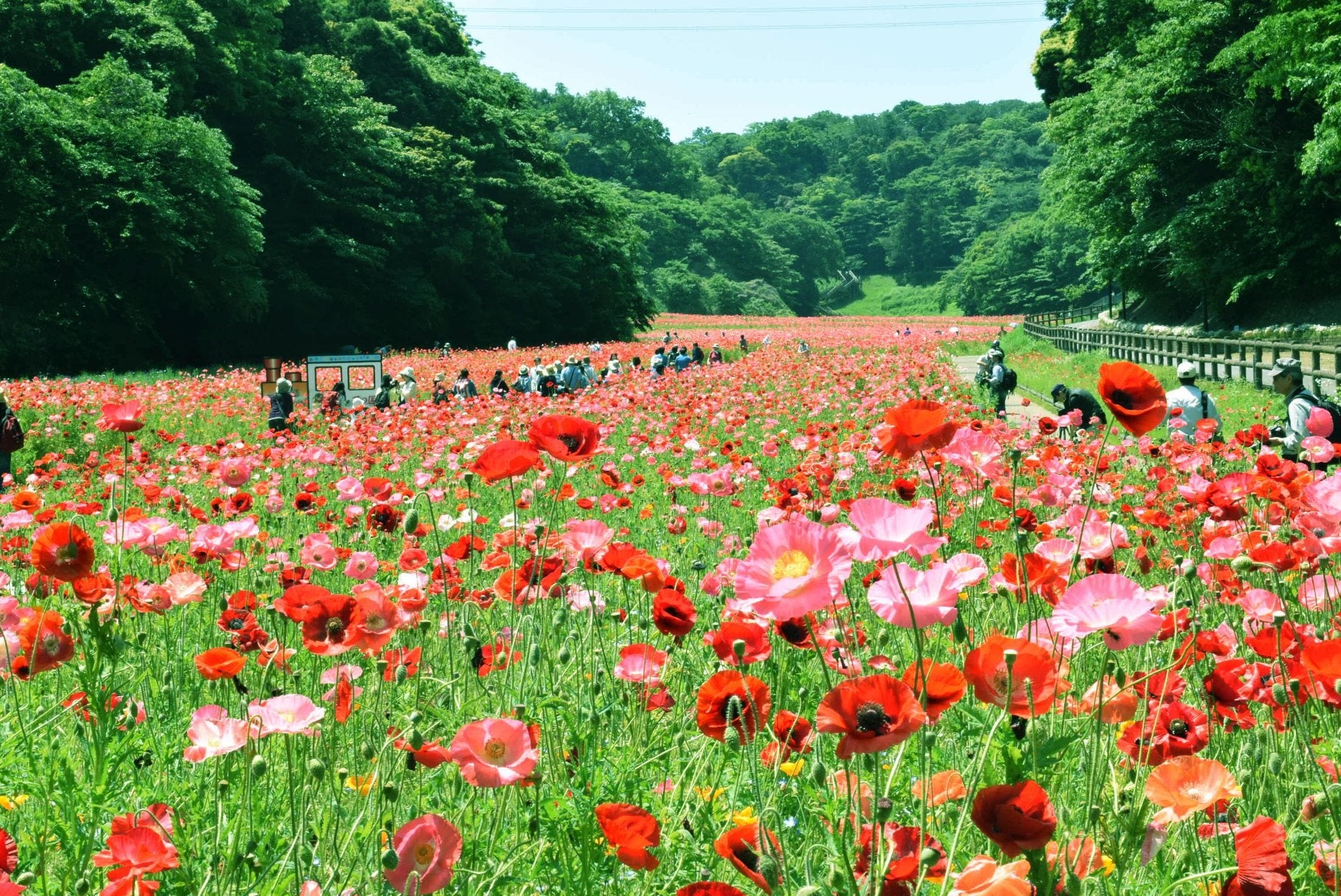 三浦半島最大級 入園無料 約100万本のポピー園が見頃に ポピー ネモフィラまつり 22年5月29日 日 まで開催中 横須賀市くりはま花 の国 西武造園株式会社のプレスリリース 三浦半島最大級 入園無料 約100万本のポピー園が見頃に ポピー ネモフィラまつり 22年5月29日 日 まで開催中 横須賀市くりはま花 の国 西武造園株式会社のプレスリリース