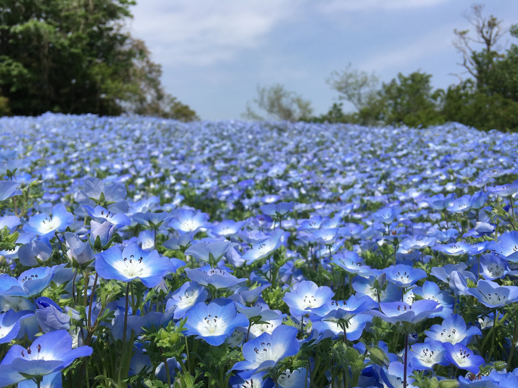 三浦半島最大級 入園無料 約100万本のポピー園が見頃に ポピー ネモフィラまつり 22年5月29日 日 まで開催中 横須賀市くりはま花 の国 西武造園株式会社のプレスリリース 三浦半島最大級 入園無料 約100万本のポピー園が見頃に ポピー ネモフィラまつり 22年5月29日 日 まで開催中 横須賀市くりはま花 の国 西武造園株式会社のプレスリリース