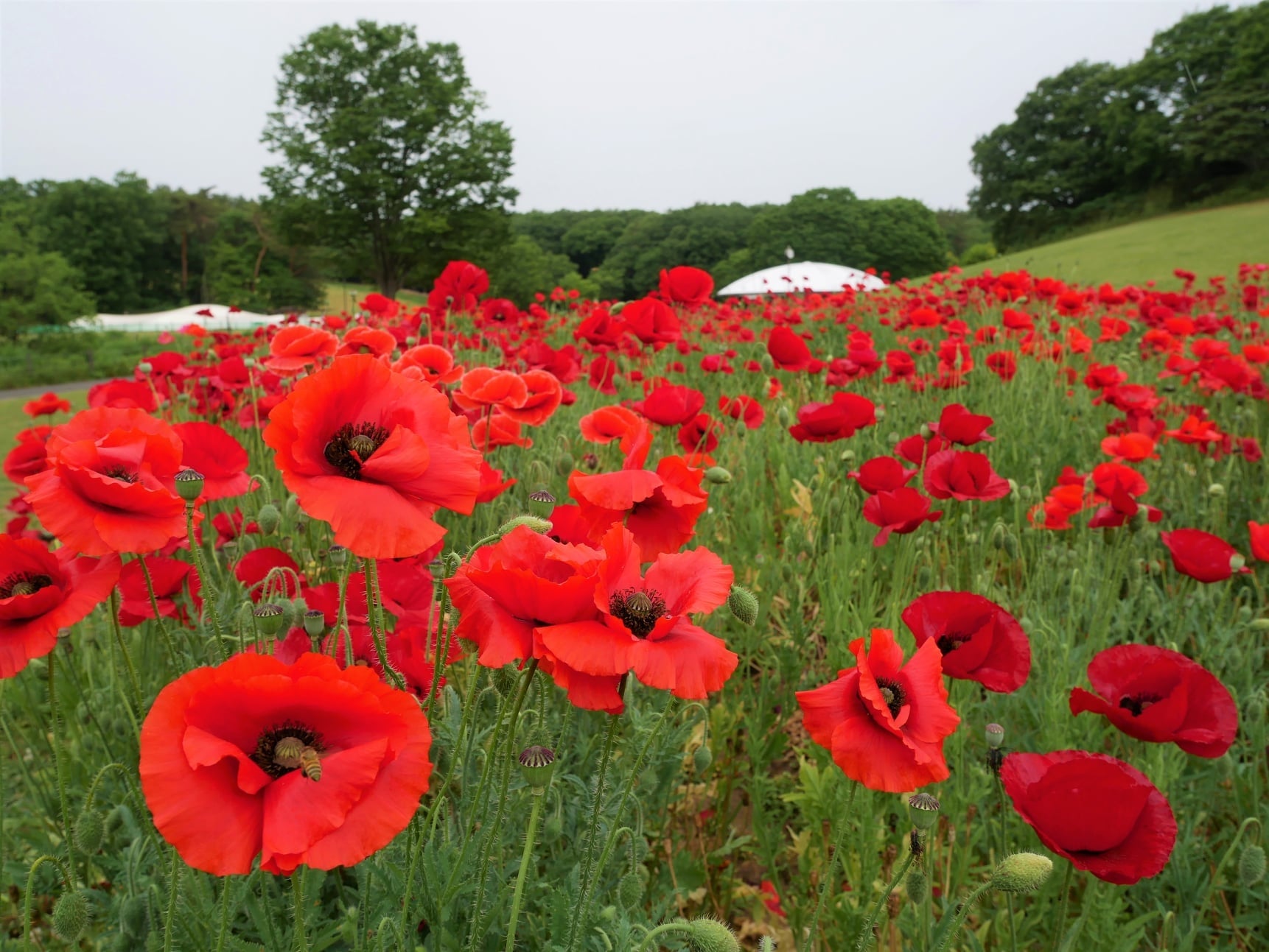 シャーレーポピー（2021年撮影）