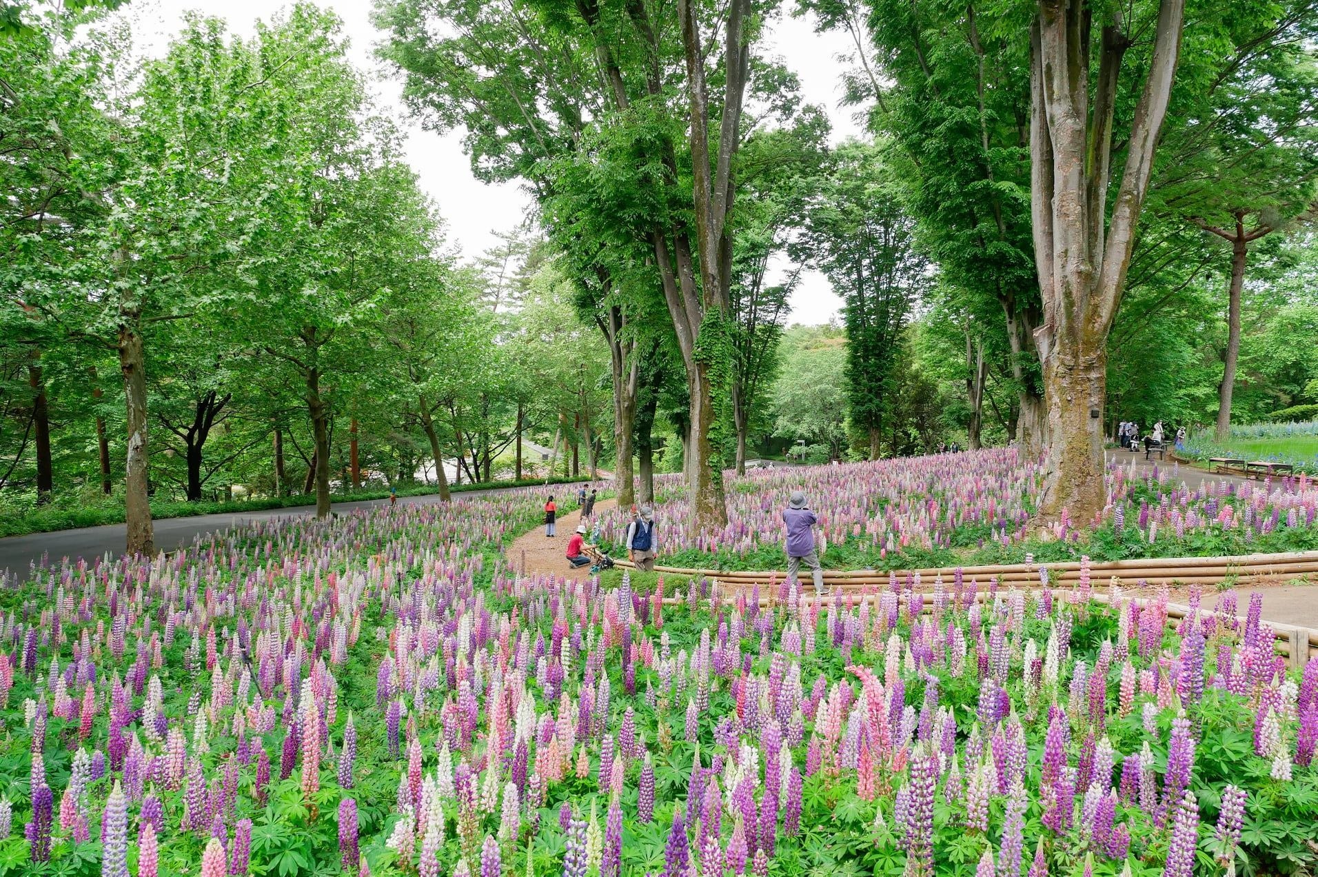 約70万本の アイスランドポピー が5月初旬まで見頃です 国営武蔵丘陵森林公園 西武造園株式会社のプレスリリース