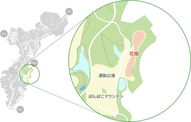 アイスランドポピーがみられるエリア