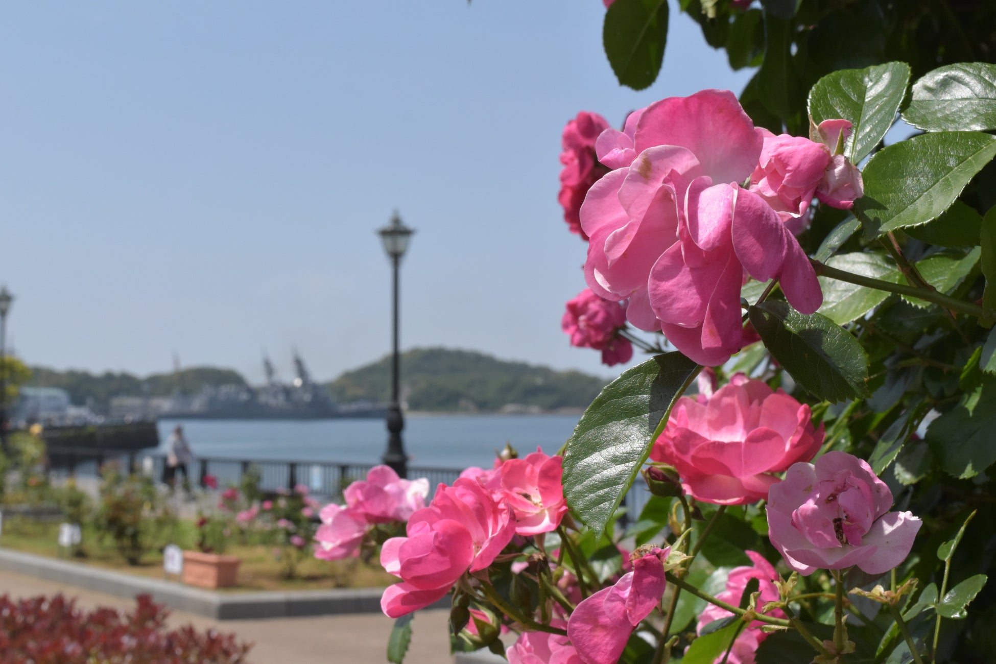 入園無料 約160種類1 700株の 春バラ と横須賀港の景観 春のローズフェスタ 5月 21日 土 22日 日 開催 横須賀市ヴェルニー公園 西武造園株式会社のプレスリリース 入園無料 約160種類1 700株の 春バラ と横須賀港の景観 春のローズフェスタ 5月 21日 土 22日 日 開催 横須賀市ヴェルニー公園 西武造園株式会社のプレスリリース