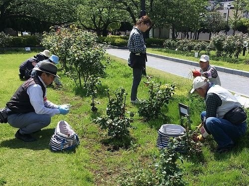 ボランティアとのバラ管理