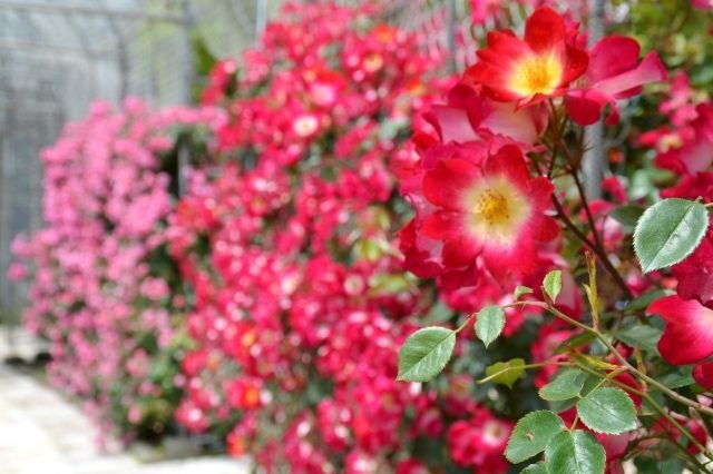 「つるバラ」の立体演出は春バラならでは