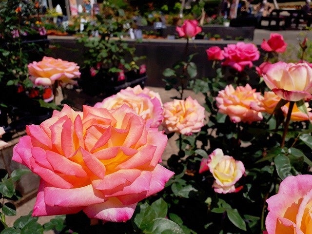 入園無料】約160品種・360本のバラが咲き誇り、1年のうち最も華やかな