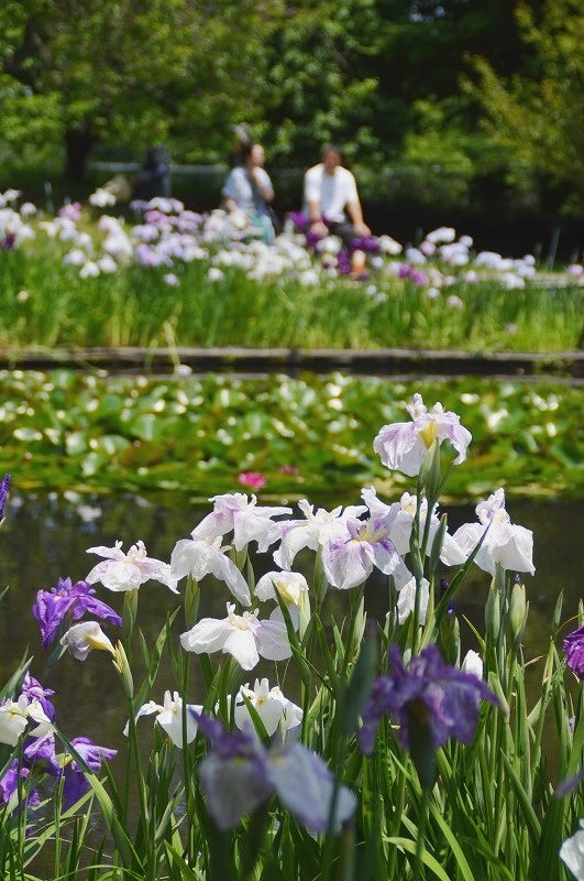 6月からはハナショウブ池が見頃を迎える（小田原フラワーガーデン）