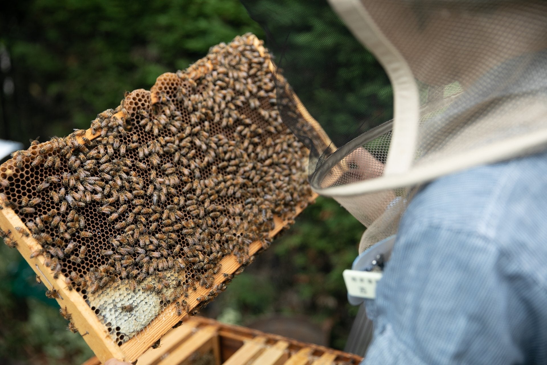 みつばちの管理に使う道具なども展示