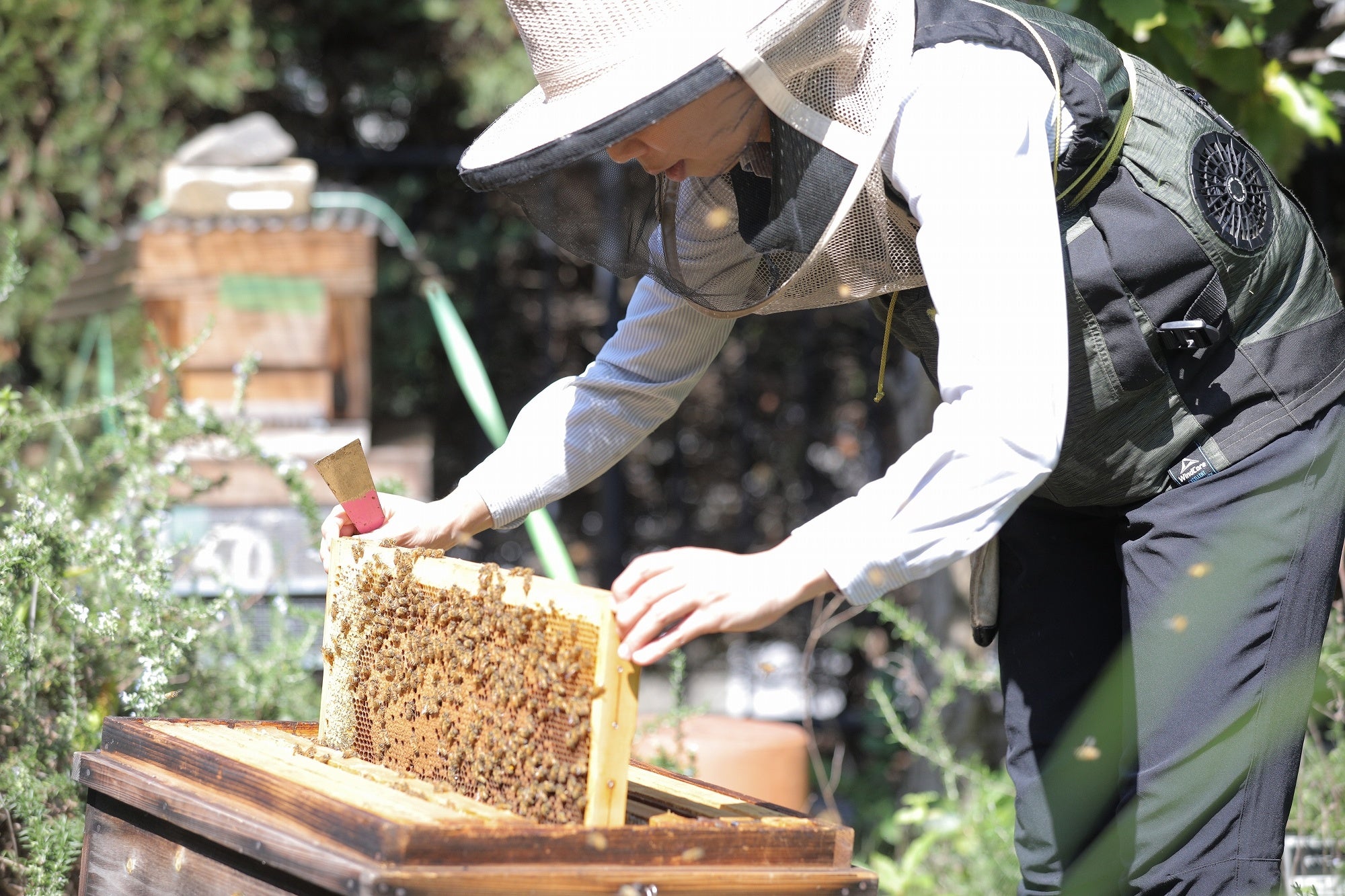 横浜市アメリカ山公園での飼育管理の様子