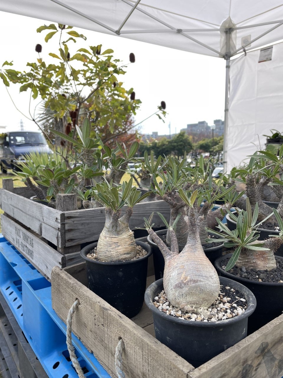 ユニークな外見の塊根（かいこん）植物