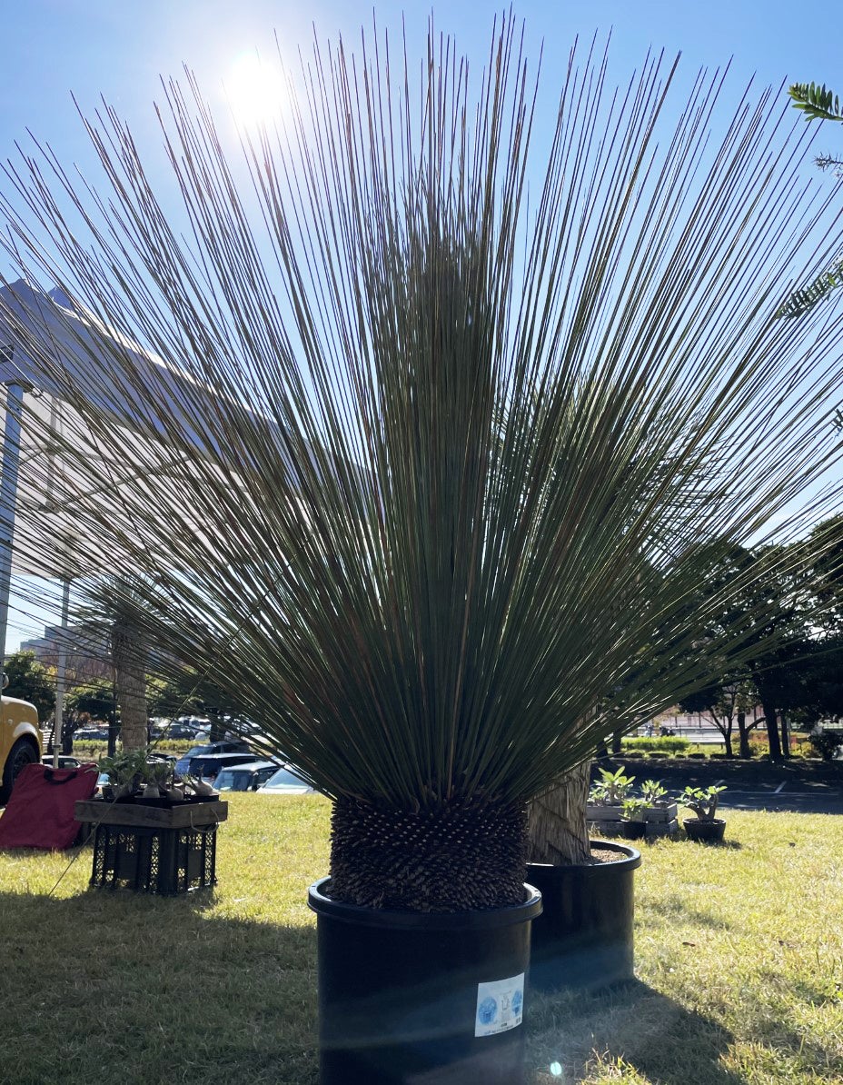 個性的な植物を集めたマルシェイベント ゆにーくしょくぶつ販売会 22年6月4日 土 5日 日 開催 埼玉 県営和光樹林公園 西武造園株式会社のプレスリリース 個性的な植物を集めたマルシェイベント ゆにーくしょくぶつ販売会 22年6月4日 土 5日 日 開催 埼玉 県営和光樹林公園 西武造園株式会社のプレスリリース