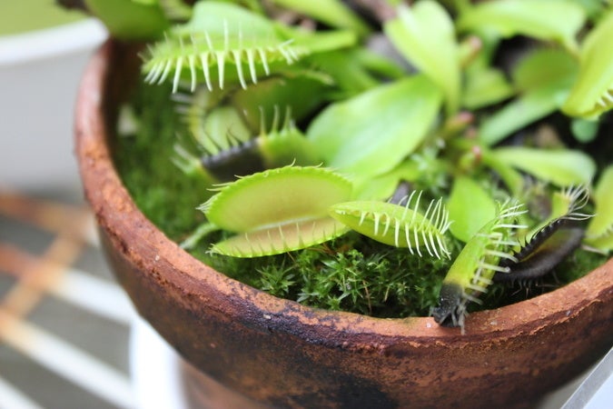 個性的な植物を集めたマルシェイベント ゆにーくしょくぶつ販売 会 22年6月4日 土 5日 日 開催 埼玉県営和光樹林公園 西武造園株式会社のプレスリリース