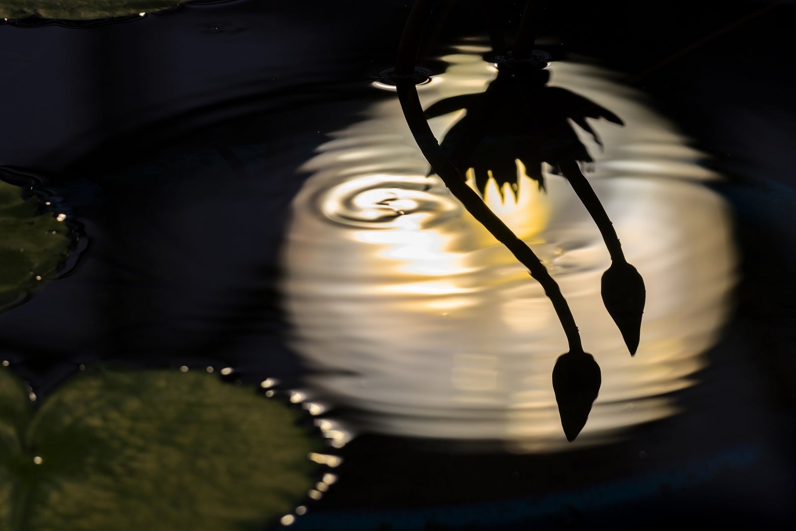 「みずの森フォトコンテスト」市長賞作品