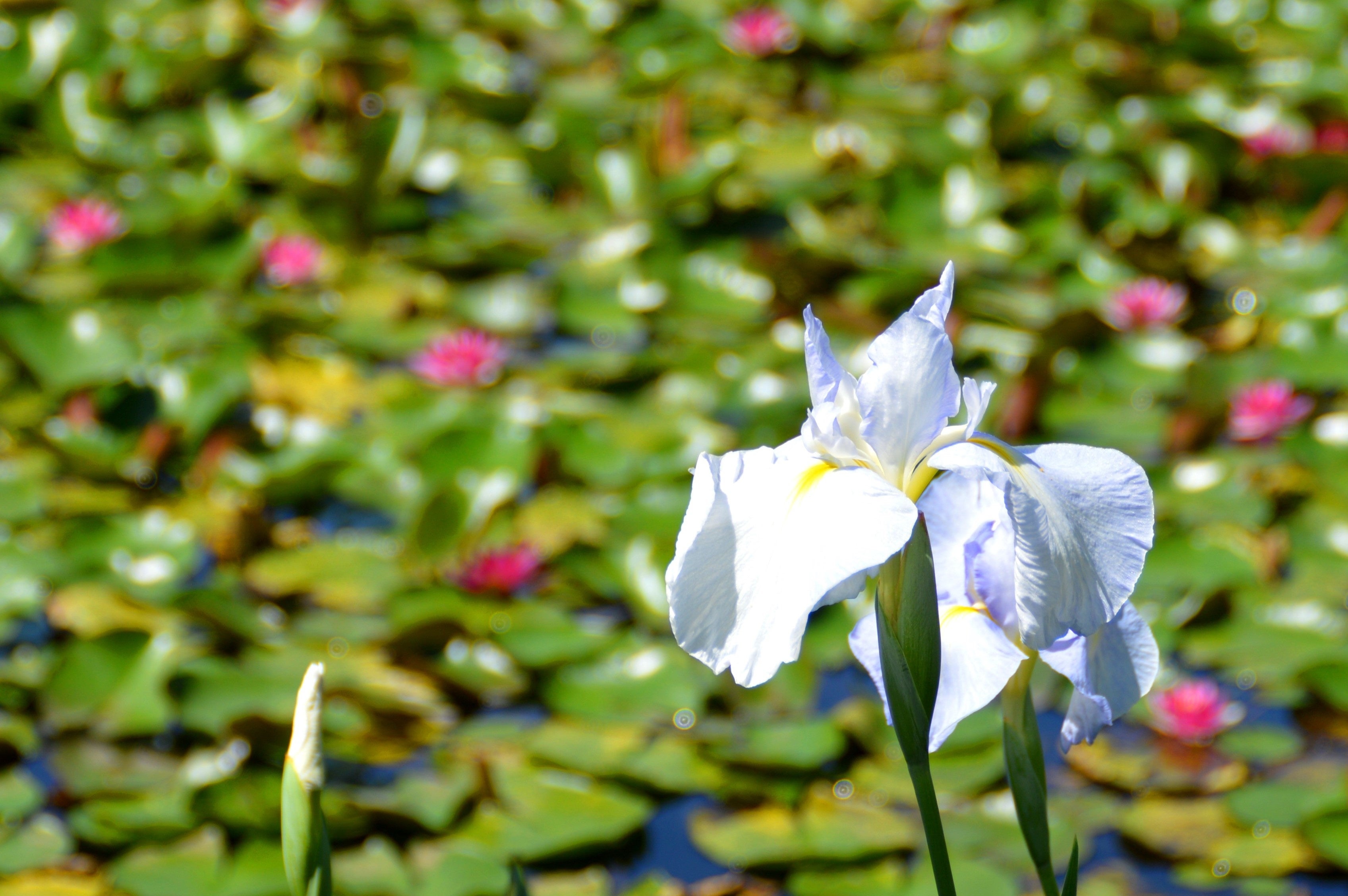 花菖蒲（ハナショウブ）と睡蓮（スイレン）の共演　※2022年6月2日撮影