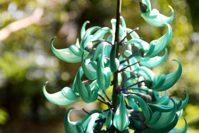 ヒスイカズラの開花状況も公式WEB等でご案内しております！