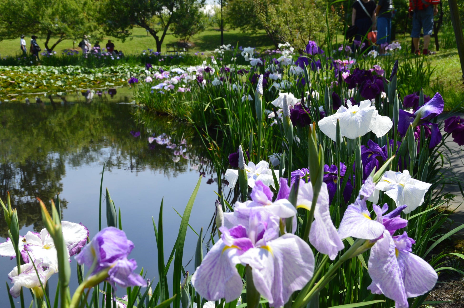 入場無料 渓流の涼やかな花菖蒲 約180種1 000株が開花 花菖蒲 睡蓮まつり 22年6月11日 土 7月3日 日 開催 小田原フラワーガーデン 西武造園株式会社のプレスリリース 入場無料 渓流の涼やかな花菖蒲 約180種1 000株が開花 花菖蒲 睡蓮まつり 22年6月11日 土 7月3日 日 開催 小田原フラワーガーデン 西武造園株式会社のプレスリリース