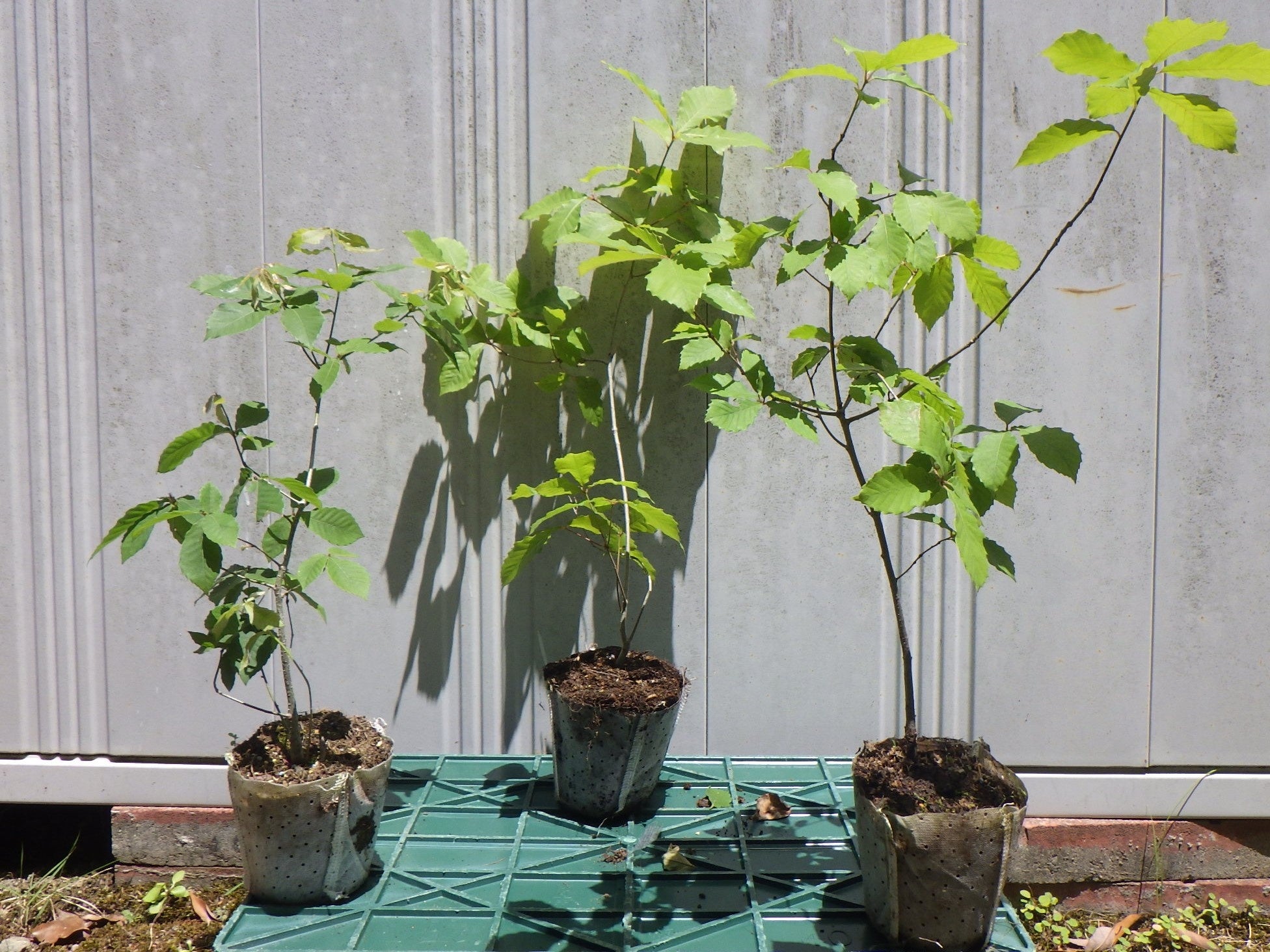 「第72回全国植樹祭しが」で配布された苗木（クヌギ）