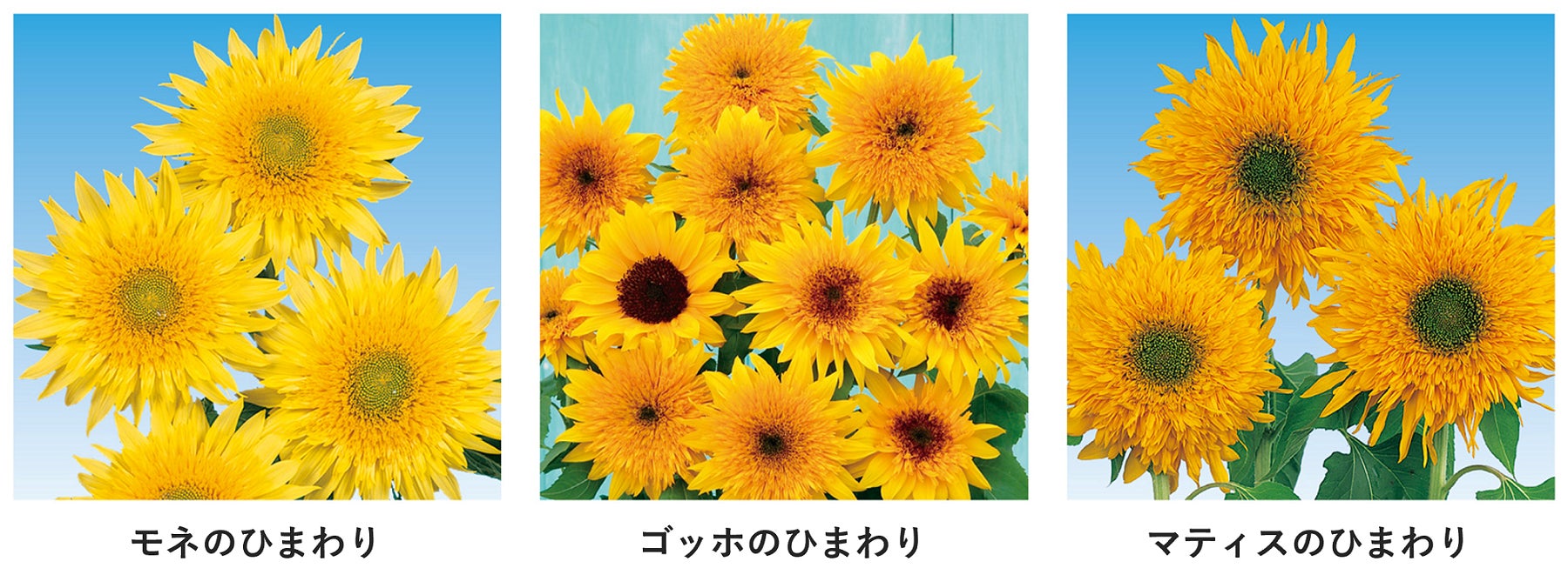 入園無料 青空 海に囲まれた約万本のヒマワリ畑が7月中旬より開花 横須賀市長井海の手公園 ソレイユの丘 西武造園株式会社のプレスリリース 入園無料 青空 海に囲まれた約万本のヒマワリ畑が7月中旬より開花 横須賀市長井海の手公園 ソレイユの丘 西武造園株式会社のプレスリリース